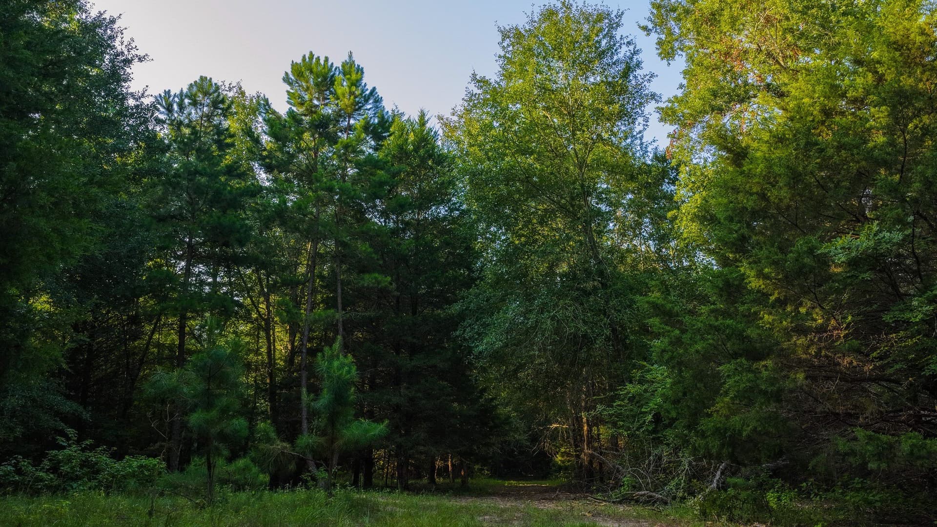 176.9 acres in Van Zandt County - photo 31