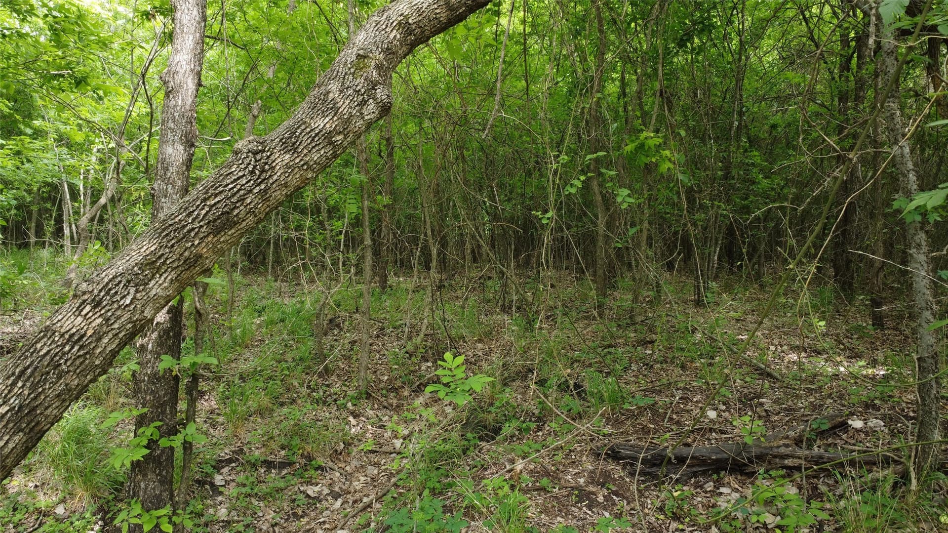 125.93 acres in Hunt County - photo 29