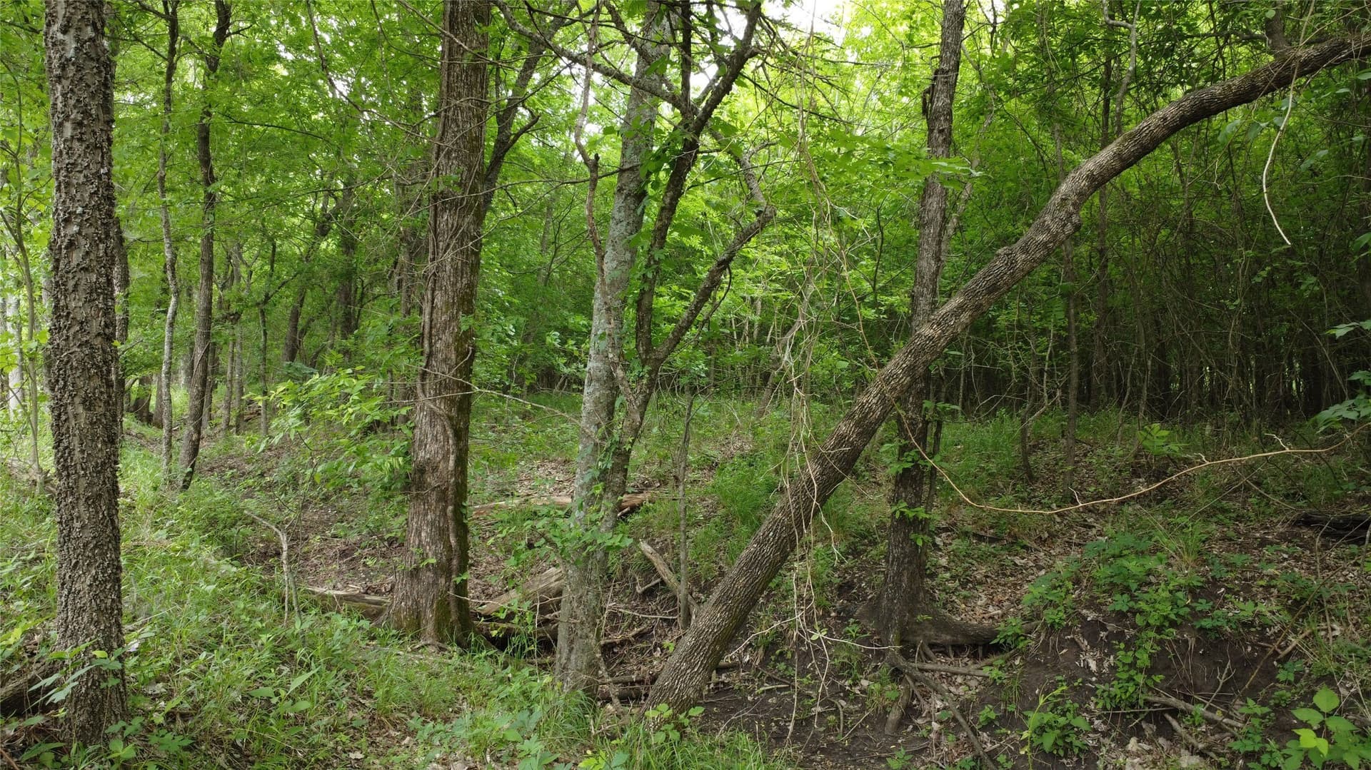 125.93 acres in Hunt County - photo 8