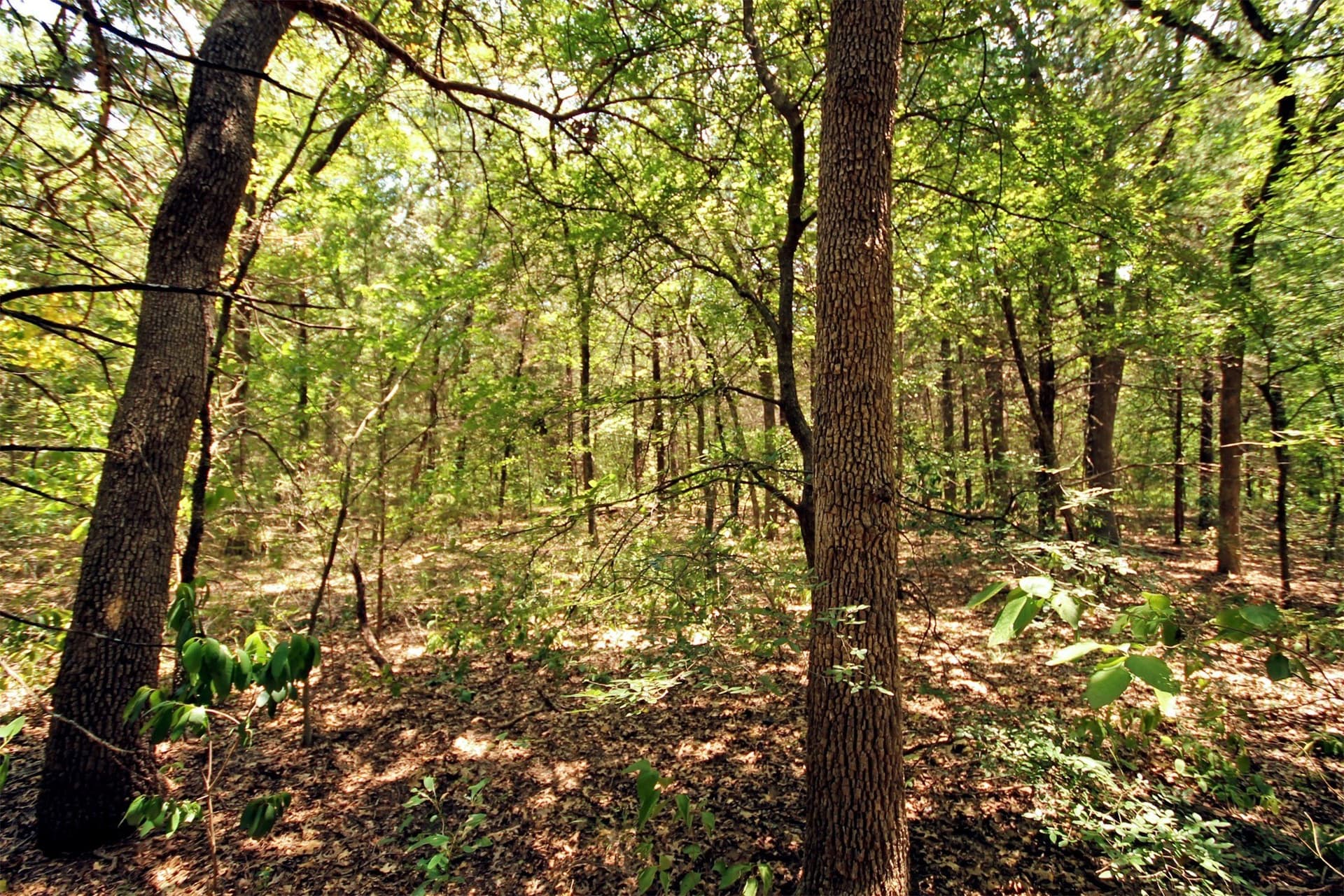 5.12 acres in Cooke County gallery image 4