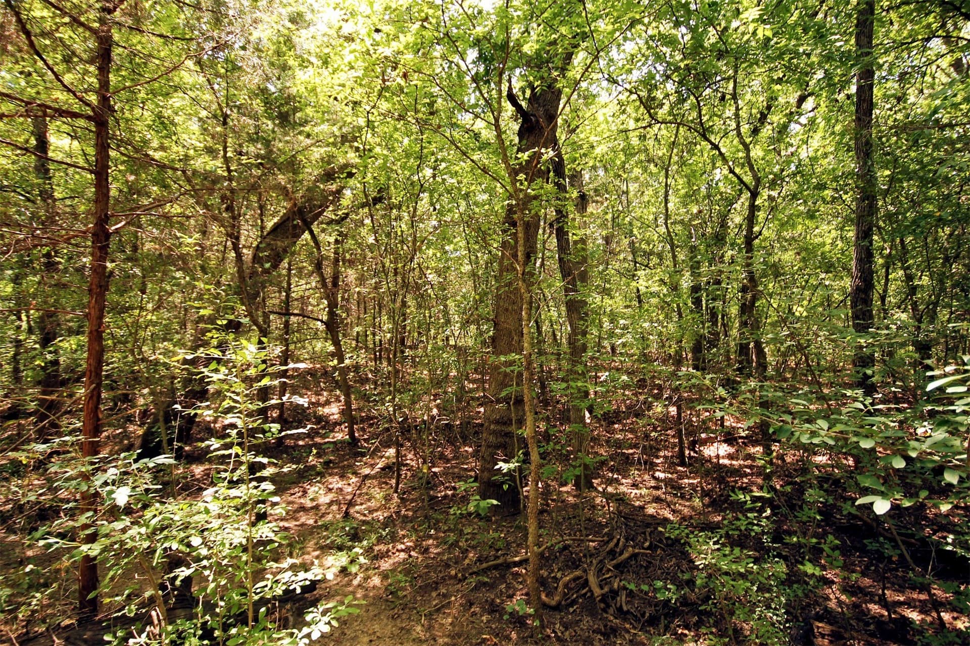 5.12 acres in Cooke County featured view