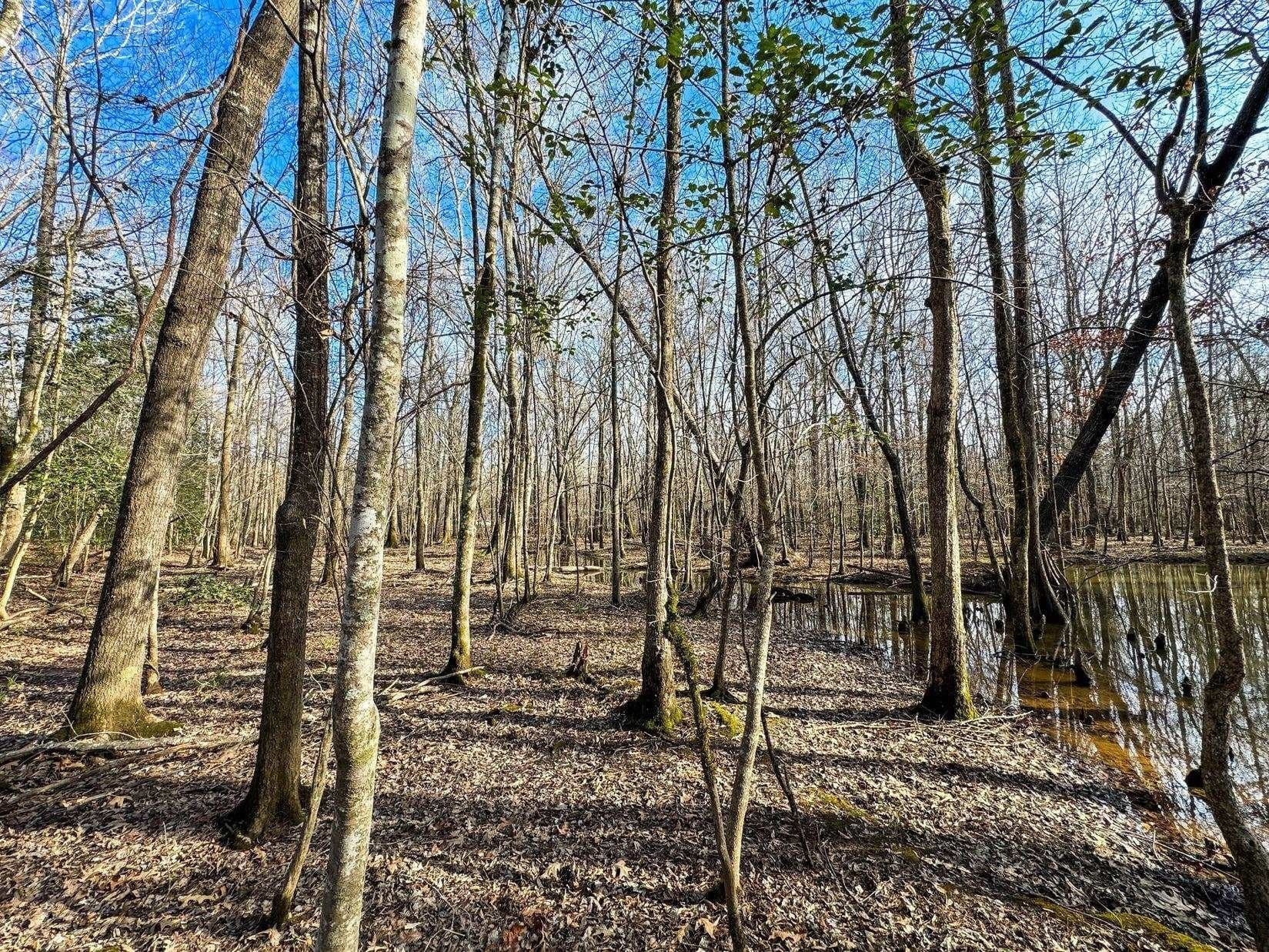 436.08 acres in Cass County - photo 14