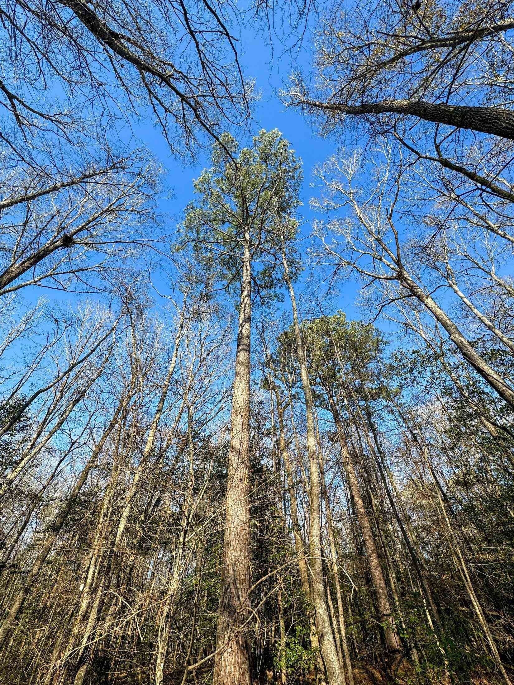436.08 acres in Cass County - photo 31