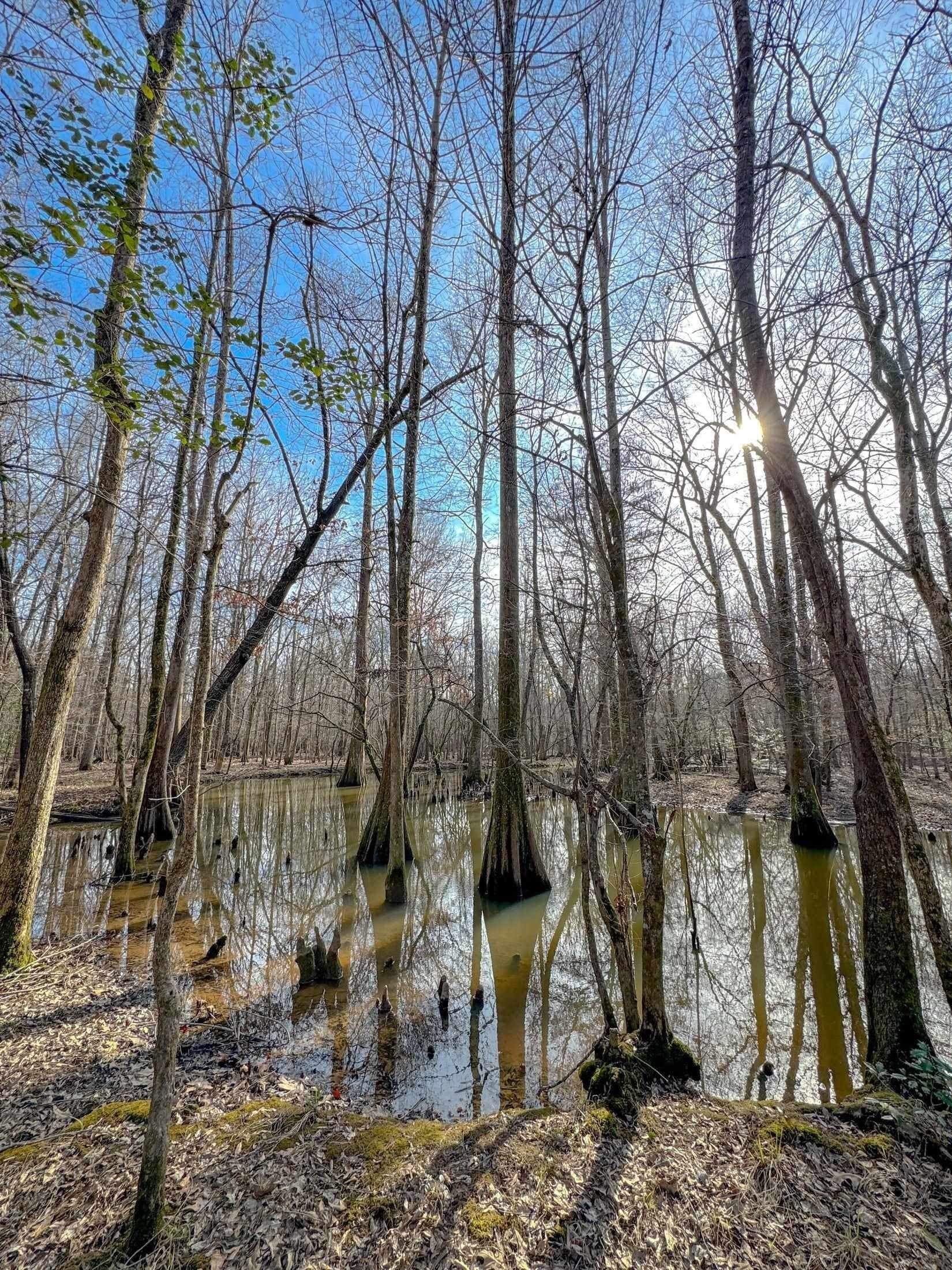 436.08 acres in Cass County - photo 12