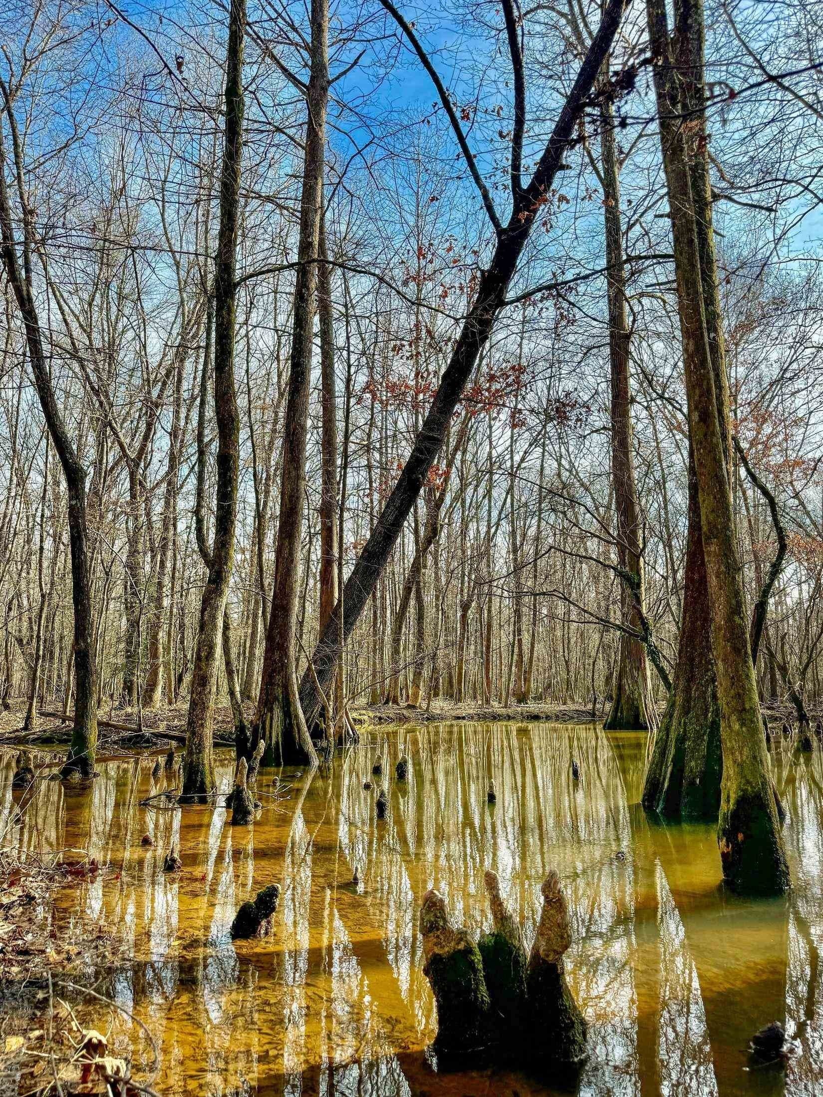436.08 acres in Cass County - photo 16