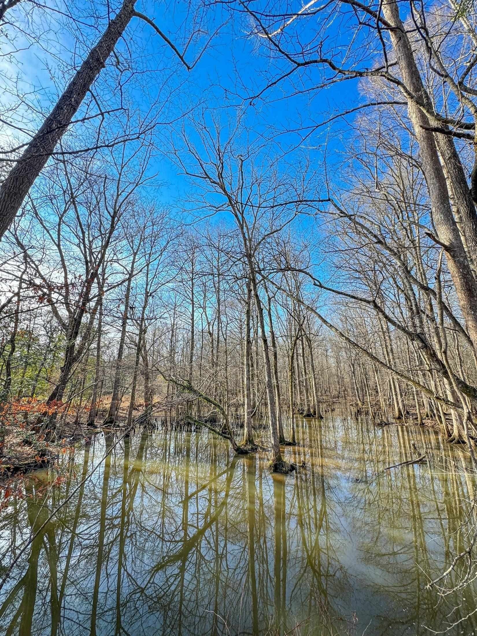 436.08 acres in Cass County - photo 17