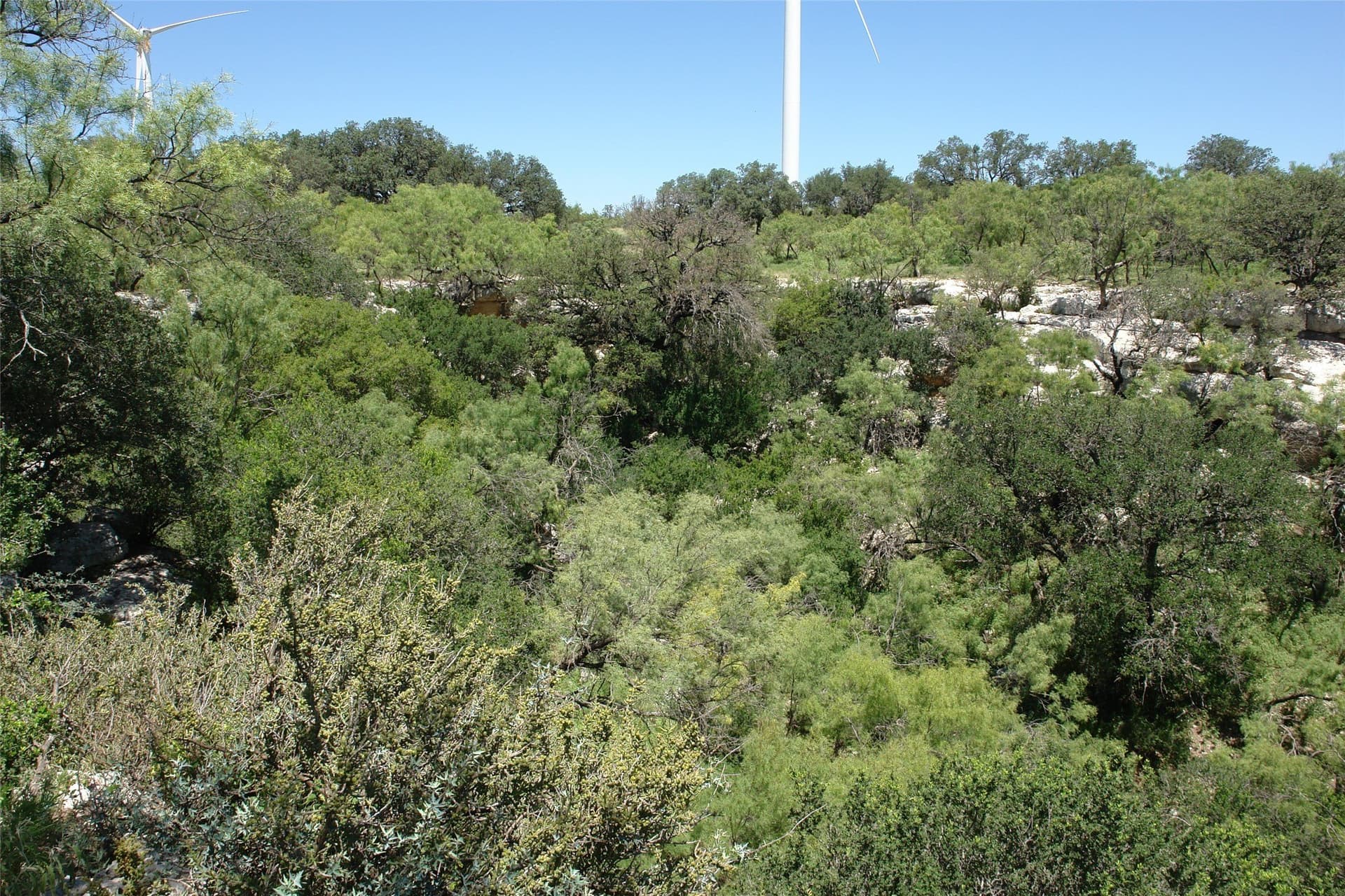 310 acres in McCulloch County - photo 11