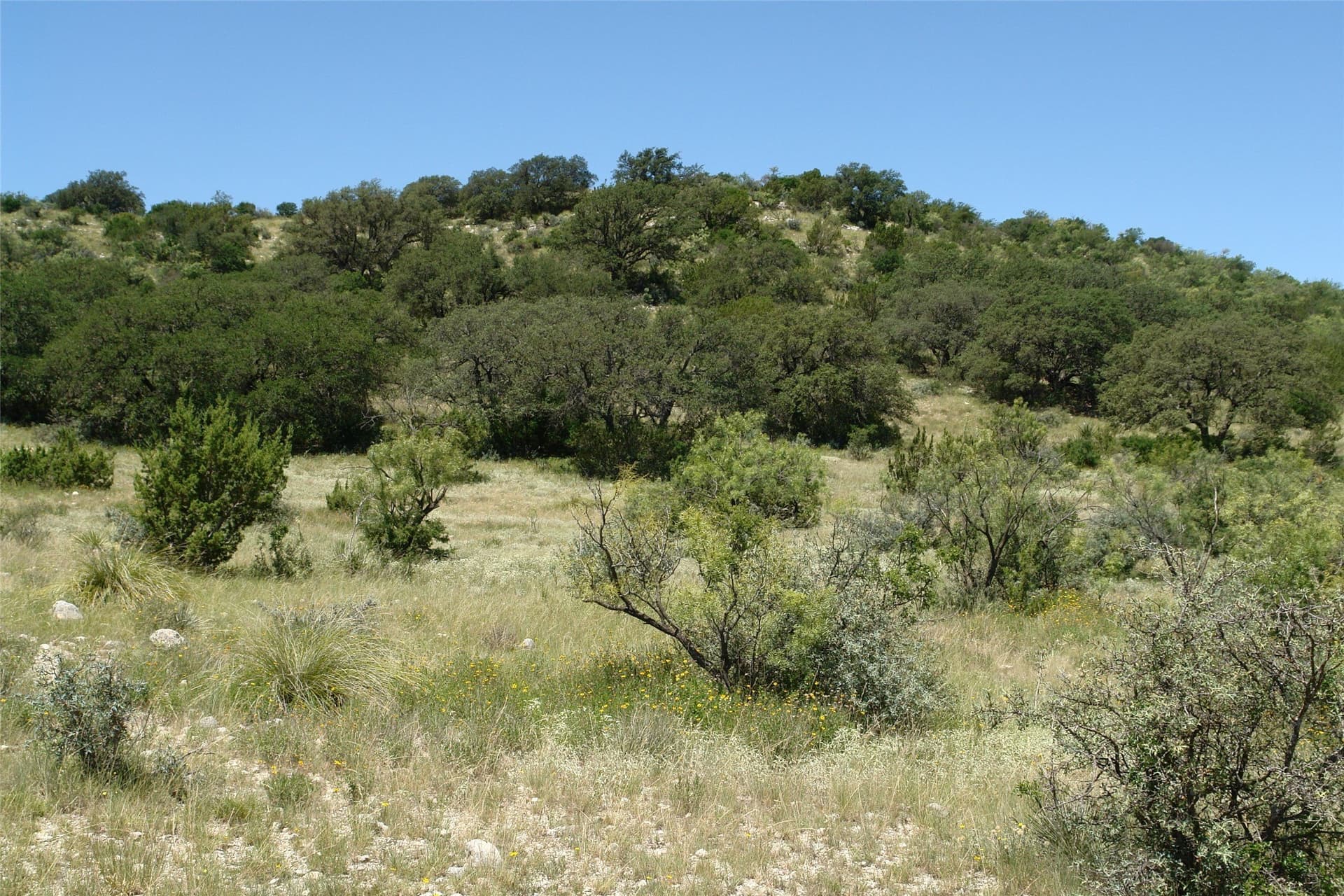 310 acres in McCulloch County - photo 7
