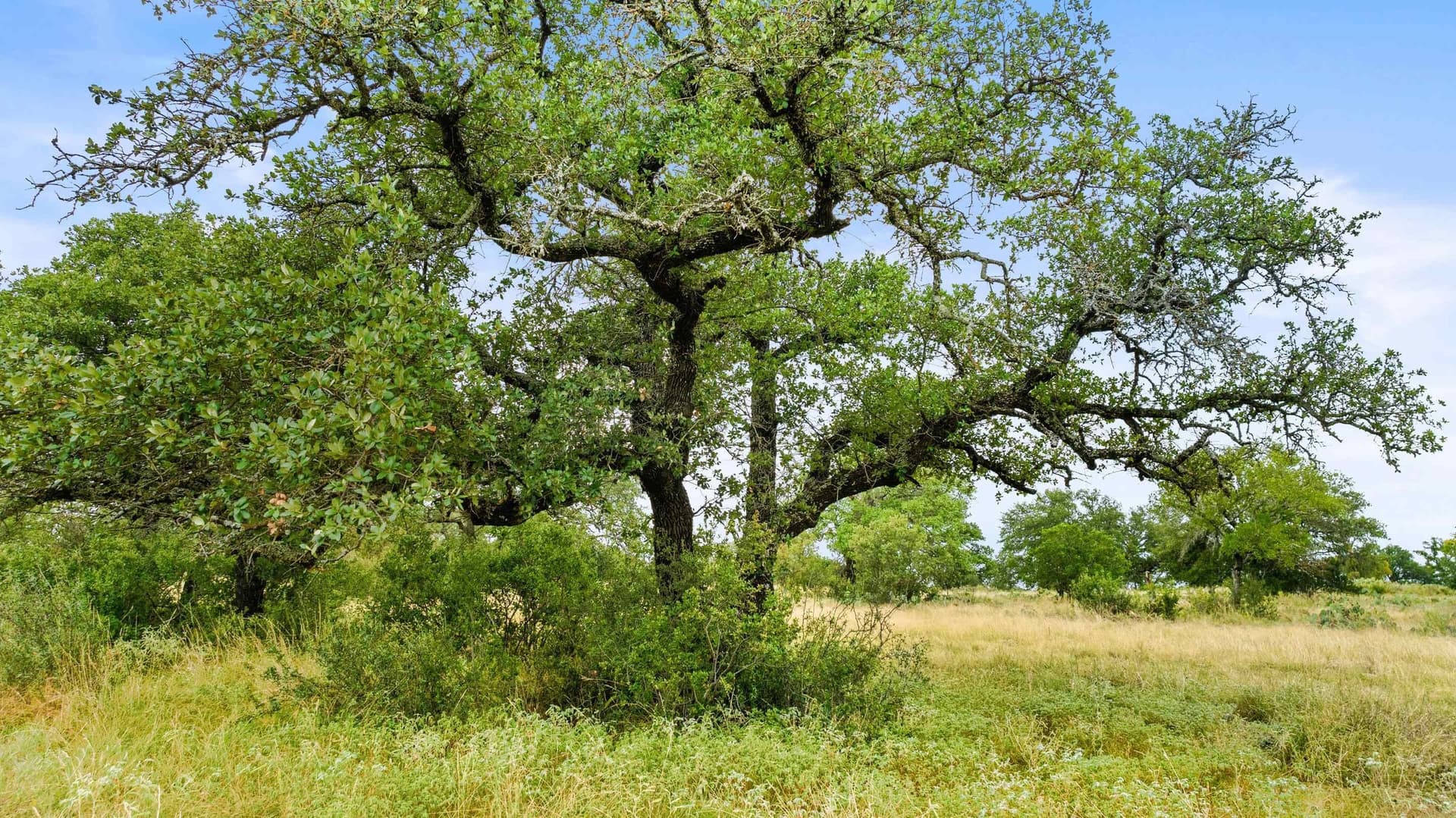 5 acres in Blanco County - photo 13