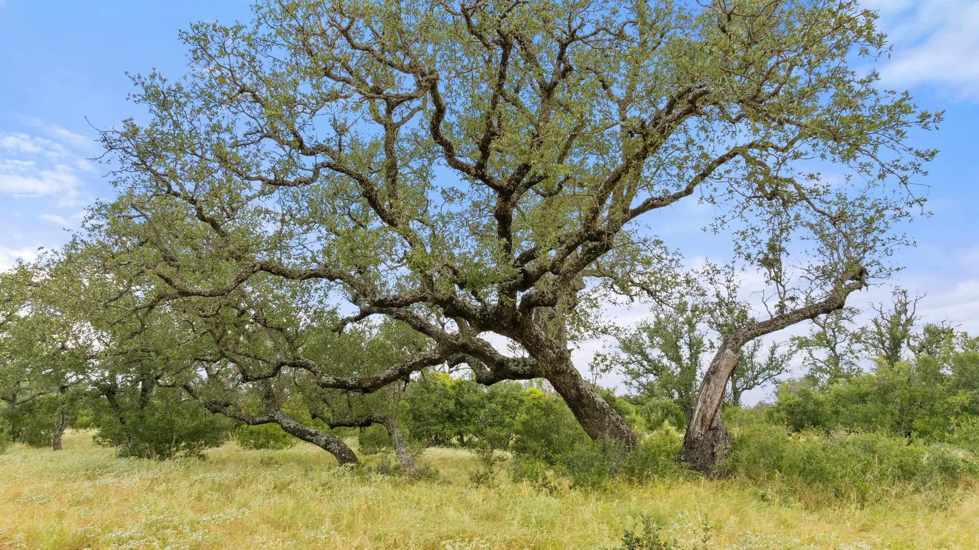 5 acres in Blanco County - photo 16