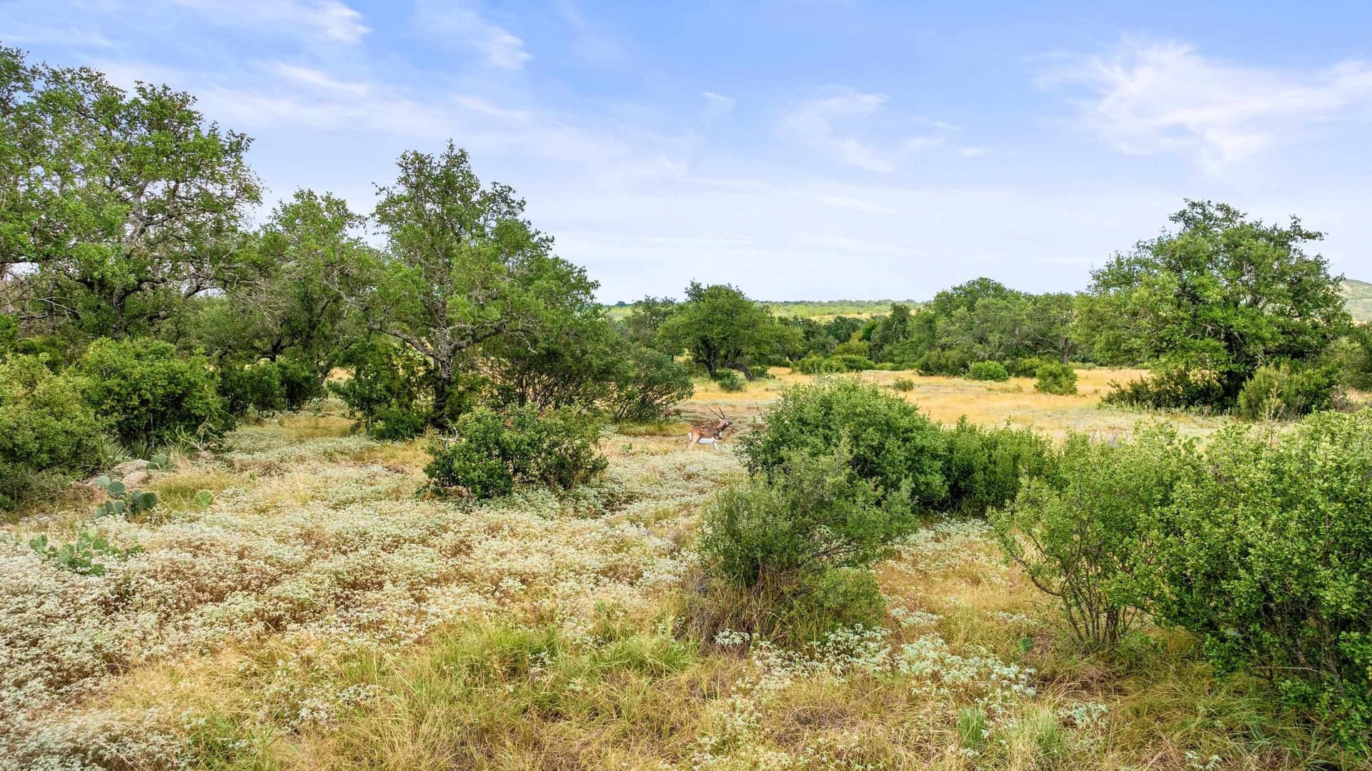 5 acres in Blanco County - photo 8