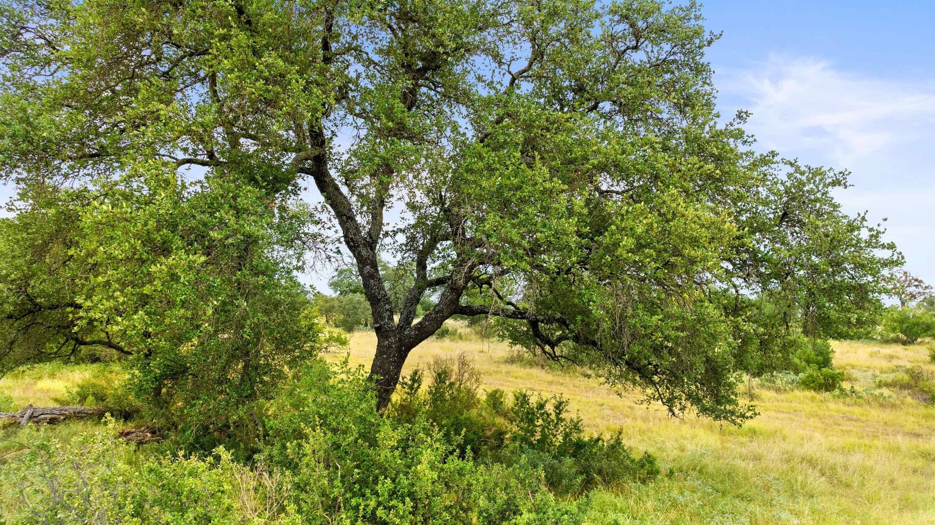 5 acres in Blanco County - photo 12