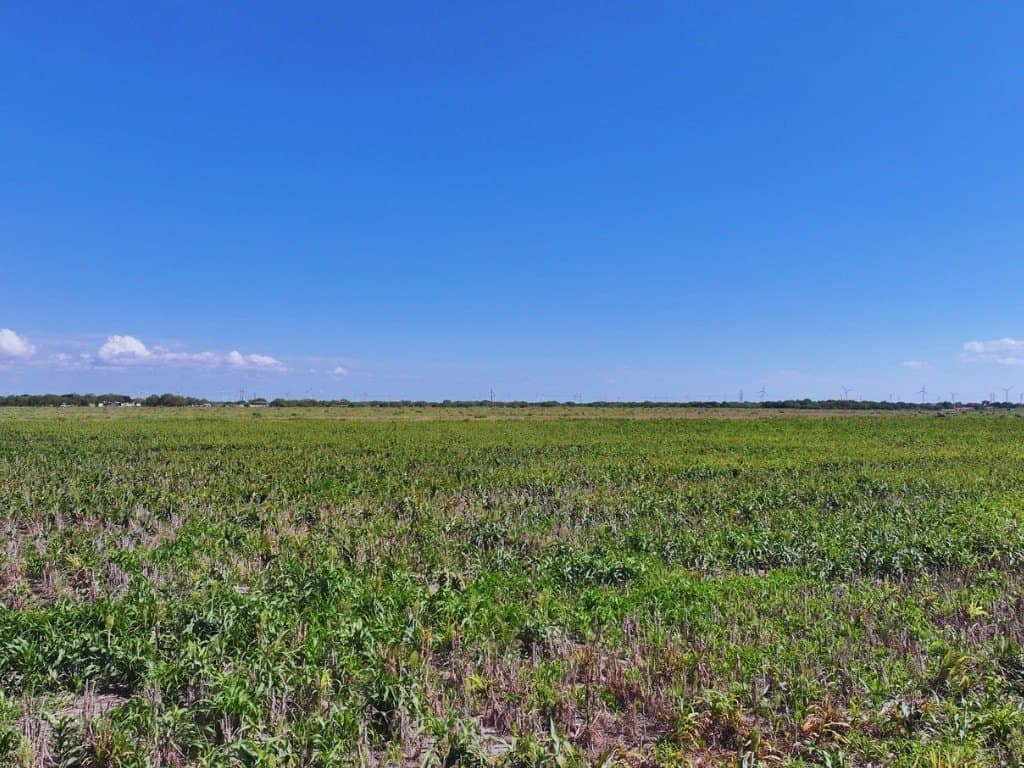 69 acres in San Patricio County gallery image 4