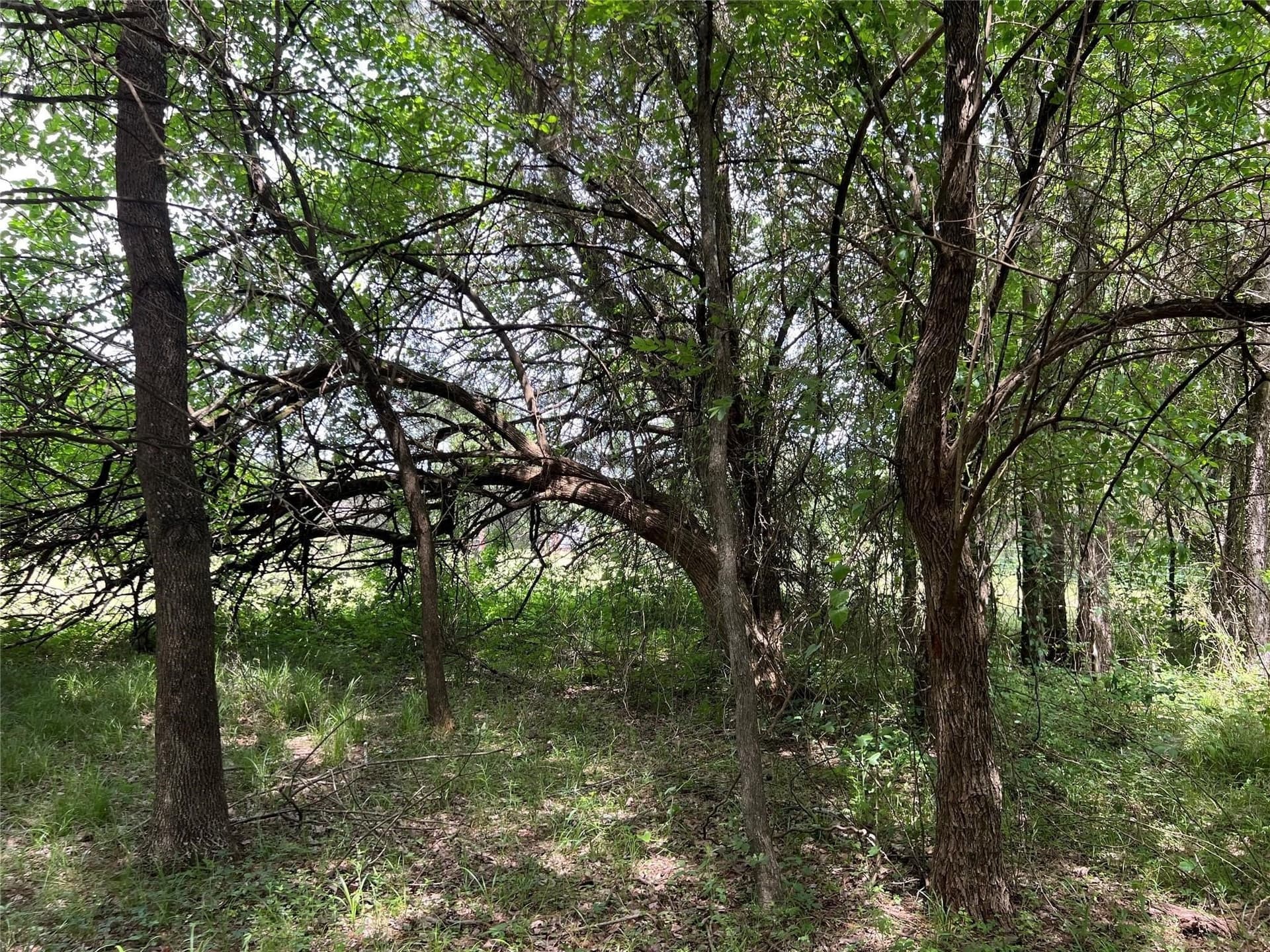 2 acres in Van Zandt County - photo 9