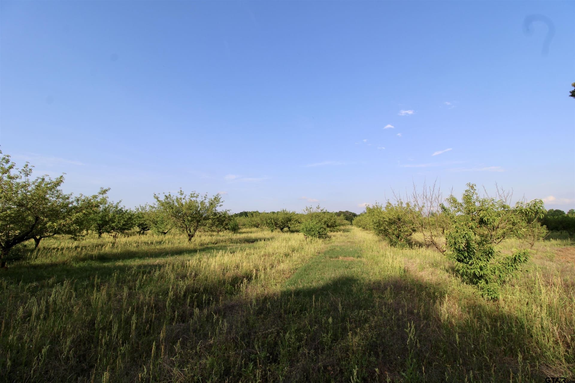 0.8 acres in Camp County gallery image 4