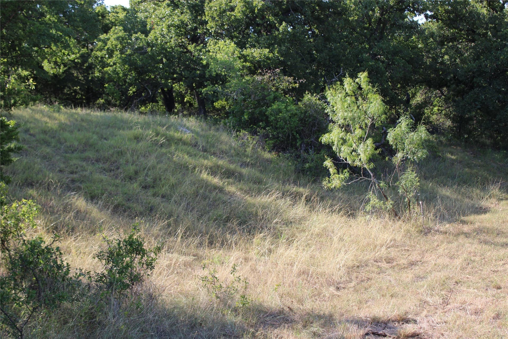 12 acres in Wise County gallery image 3