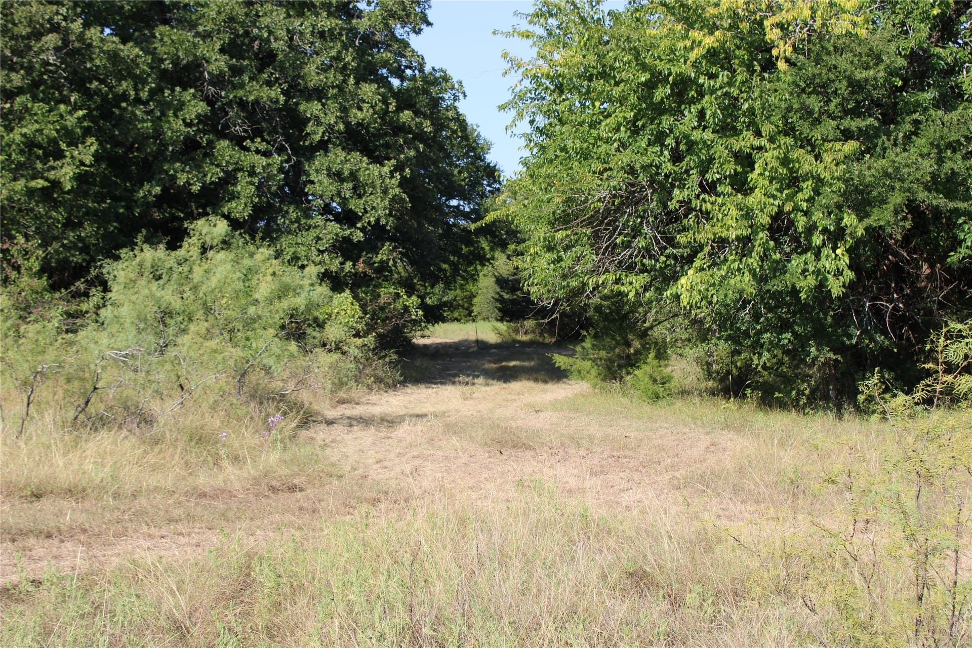 12 acres in Wise County gallery image 2