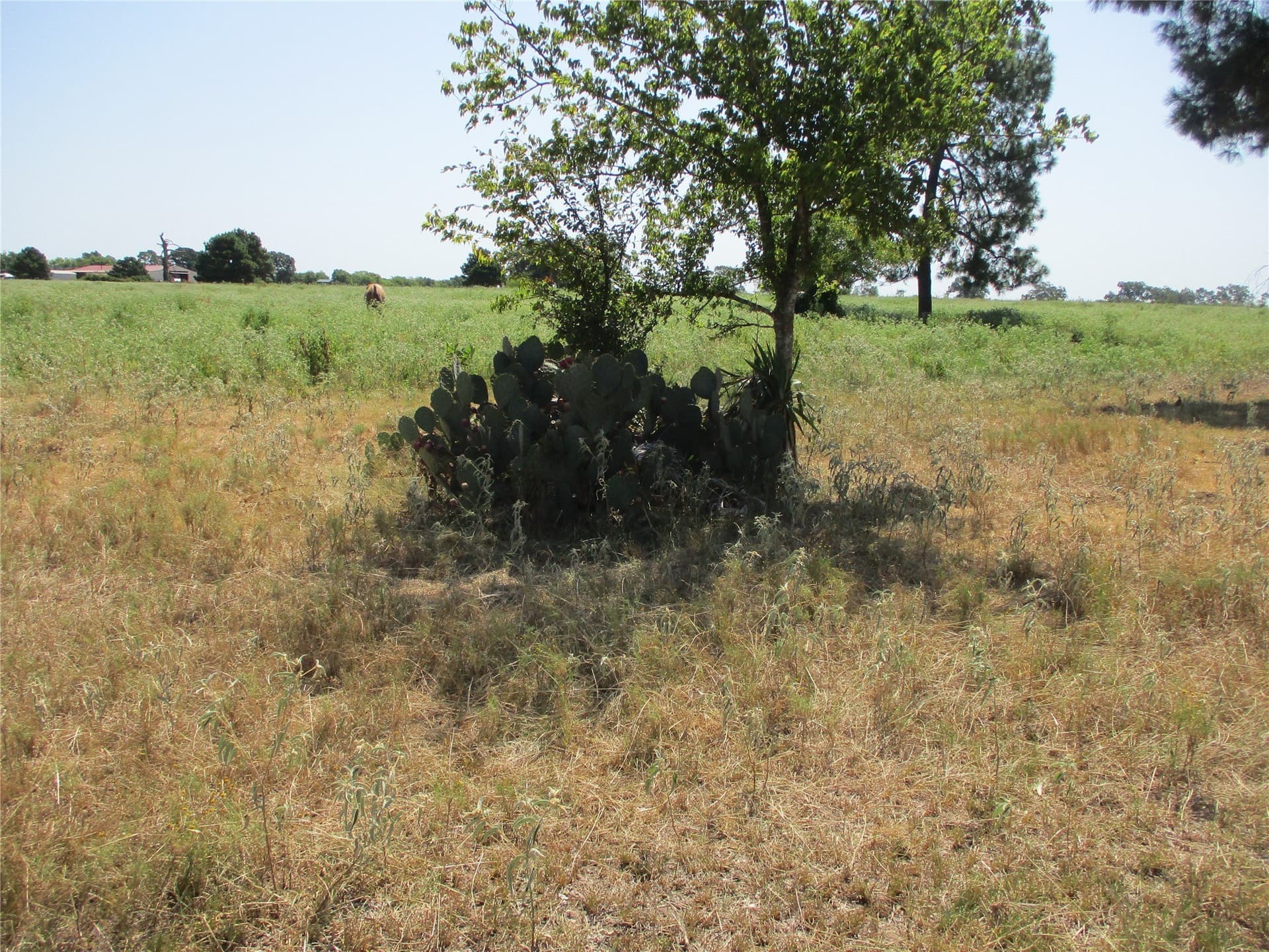 10.32 acres in Rains County - photo 9