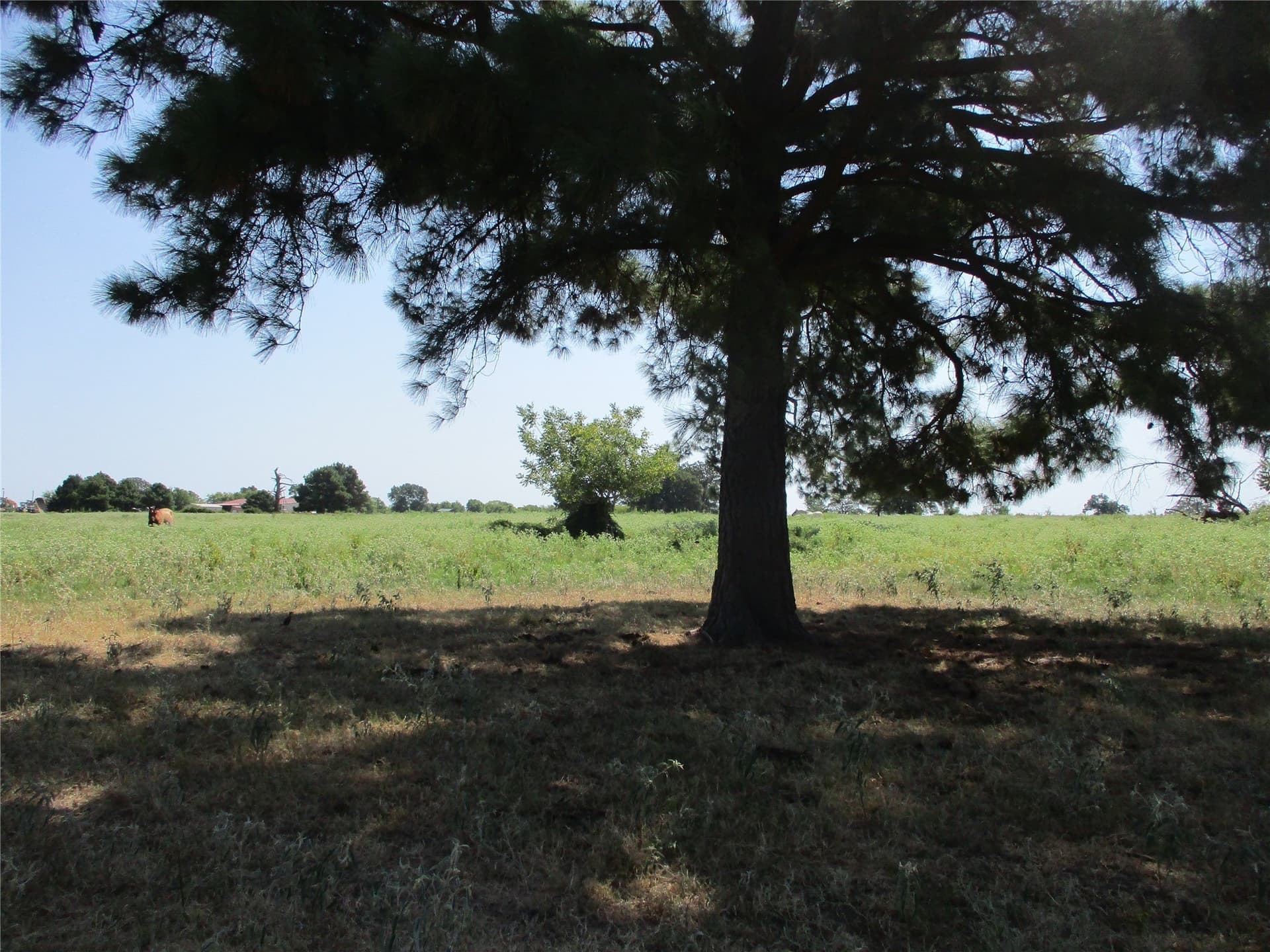 10.32 acres in Rains County - photo 6