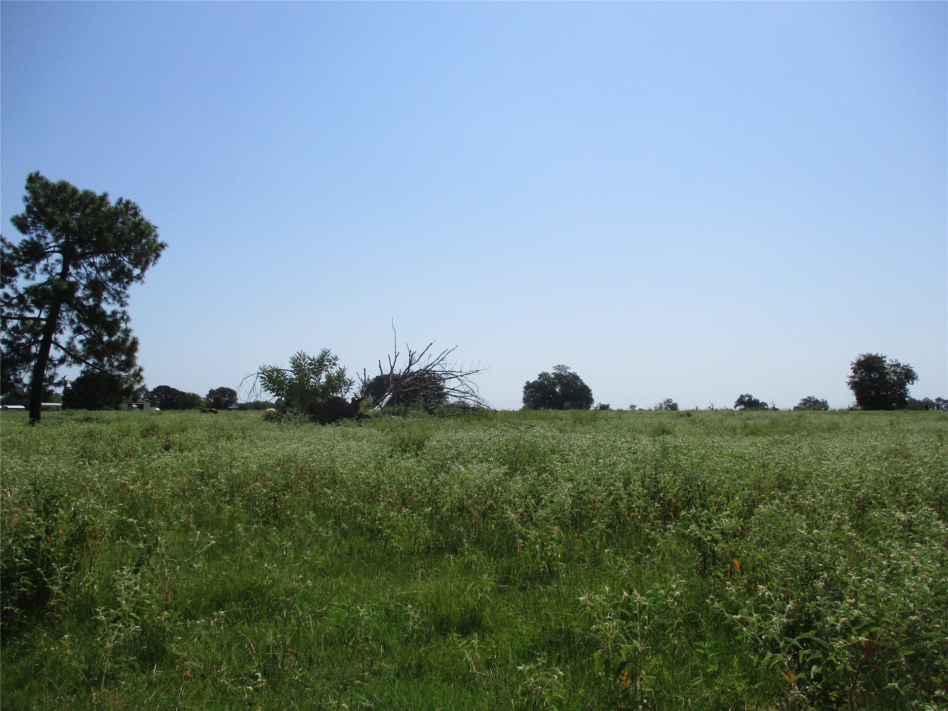 10.32 acres in Rains County - photo 4