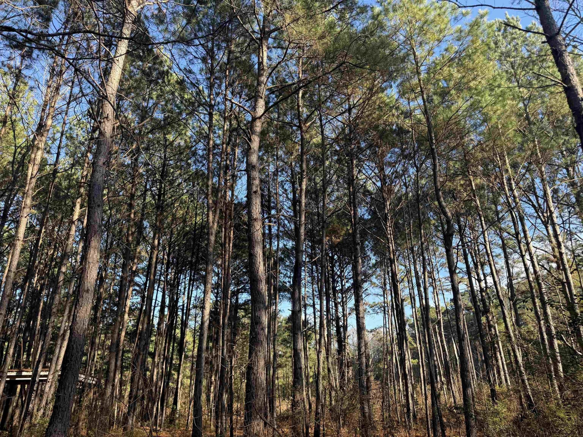6.8 acres in Texas County - photo 10