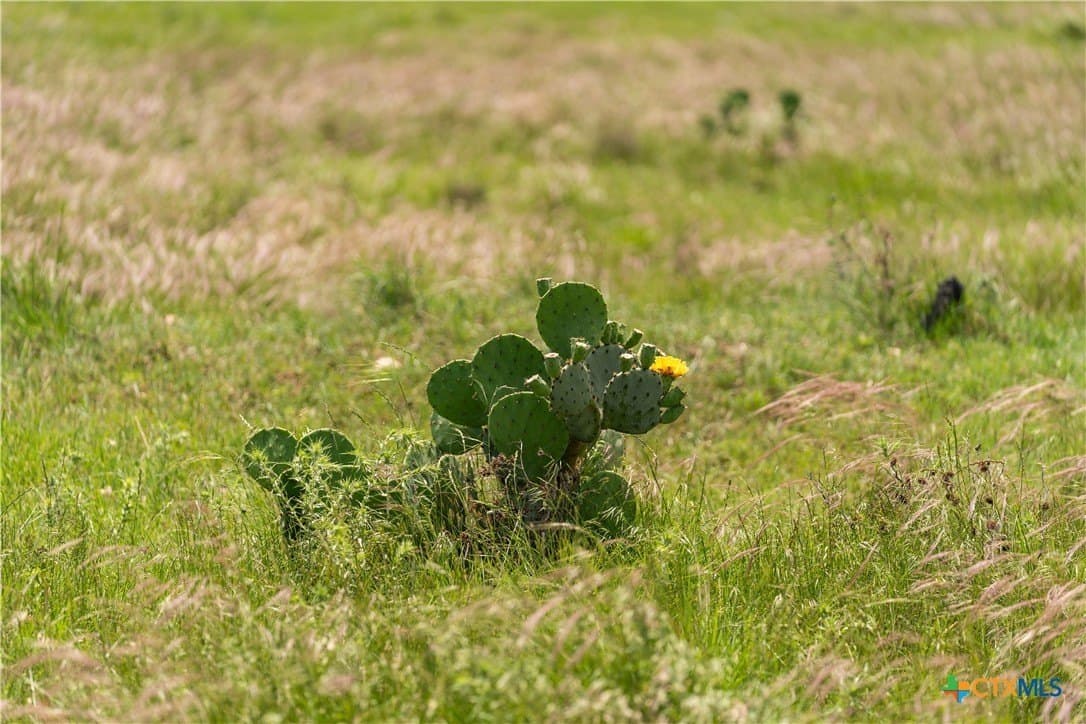 152 acres in Coryell County - photo 14