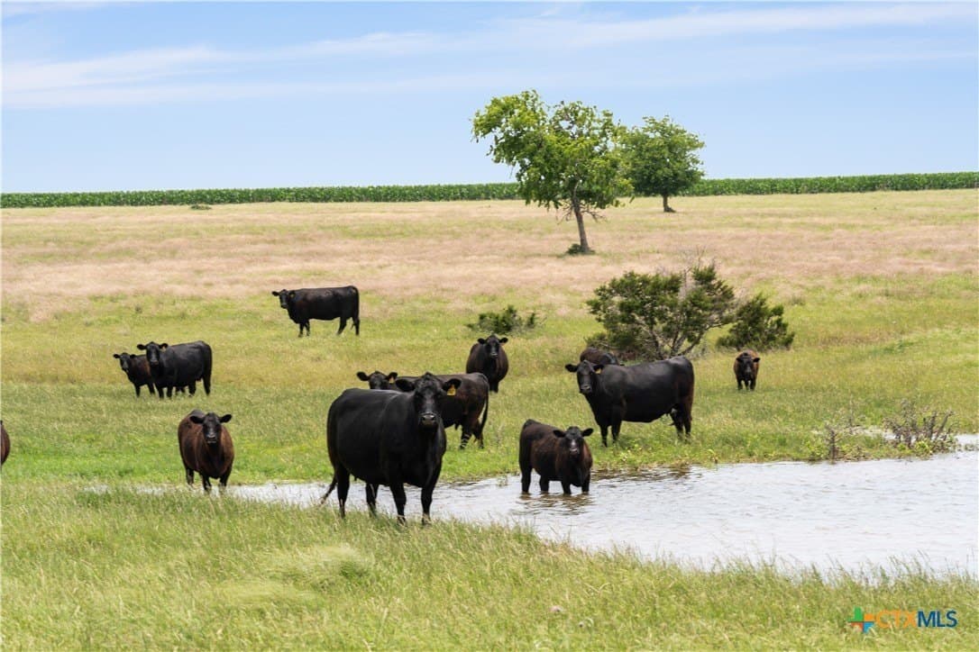 152 acres in Coryell County - photo 9
