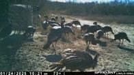 10.38 acres in Live Oak County - photo 9