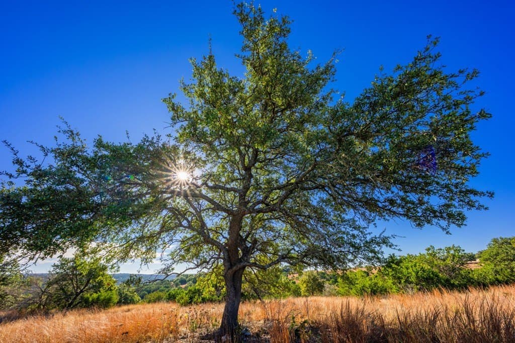 3.01 acres in Gillespie County gallery image 3