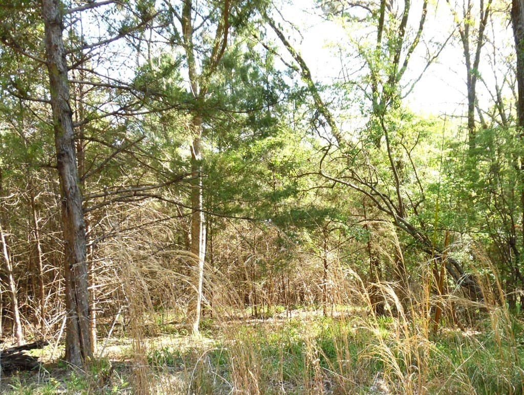 0.28 acres in Van Zandt County - photo 8
