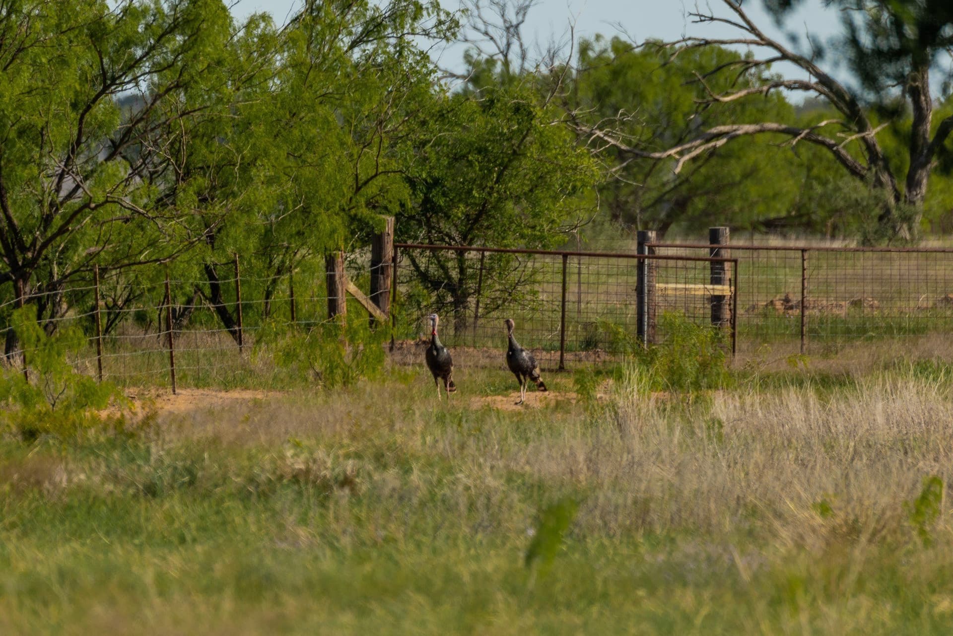 272 acres in Coleman County - photo 17