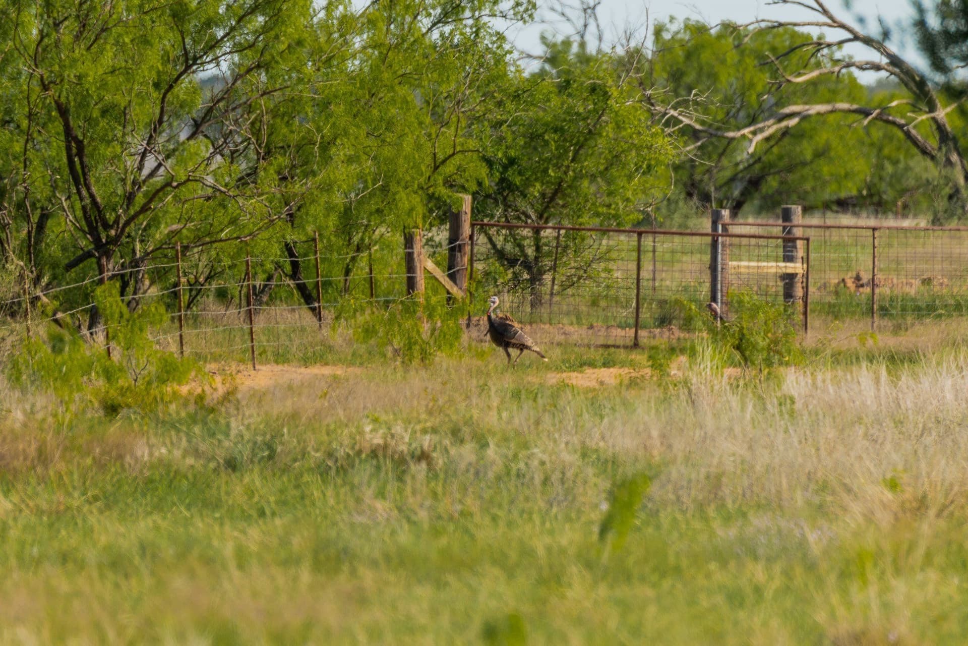272 acres in Coleman County - photo 16
