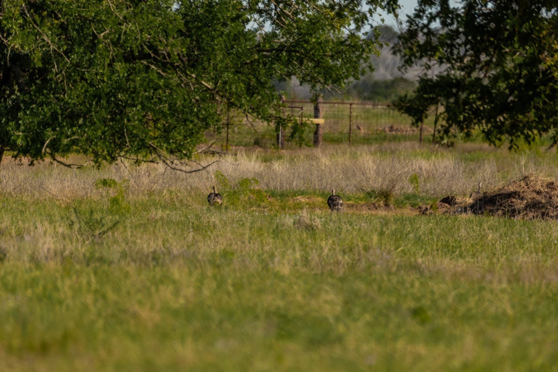 272 acres in Coleman County - photo 15