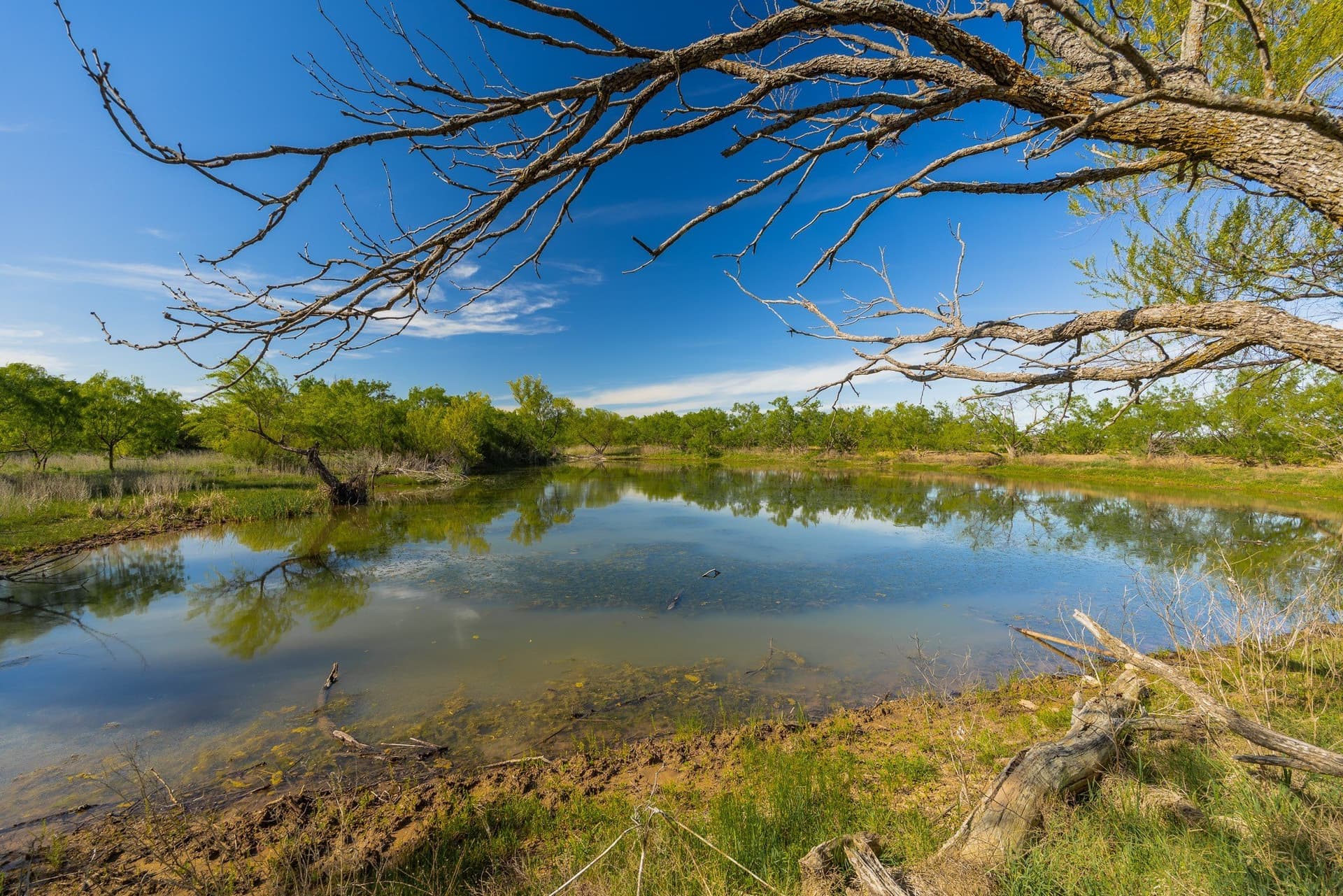 272 acres in Coleman County gallery image 4