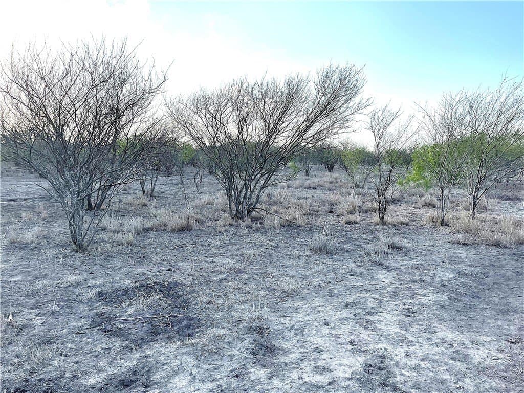 59.54 acres in Bee County gallery image 4