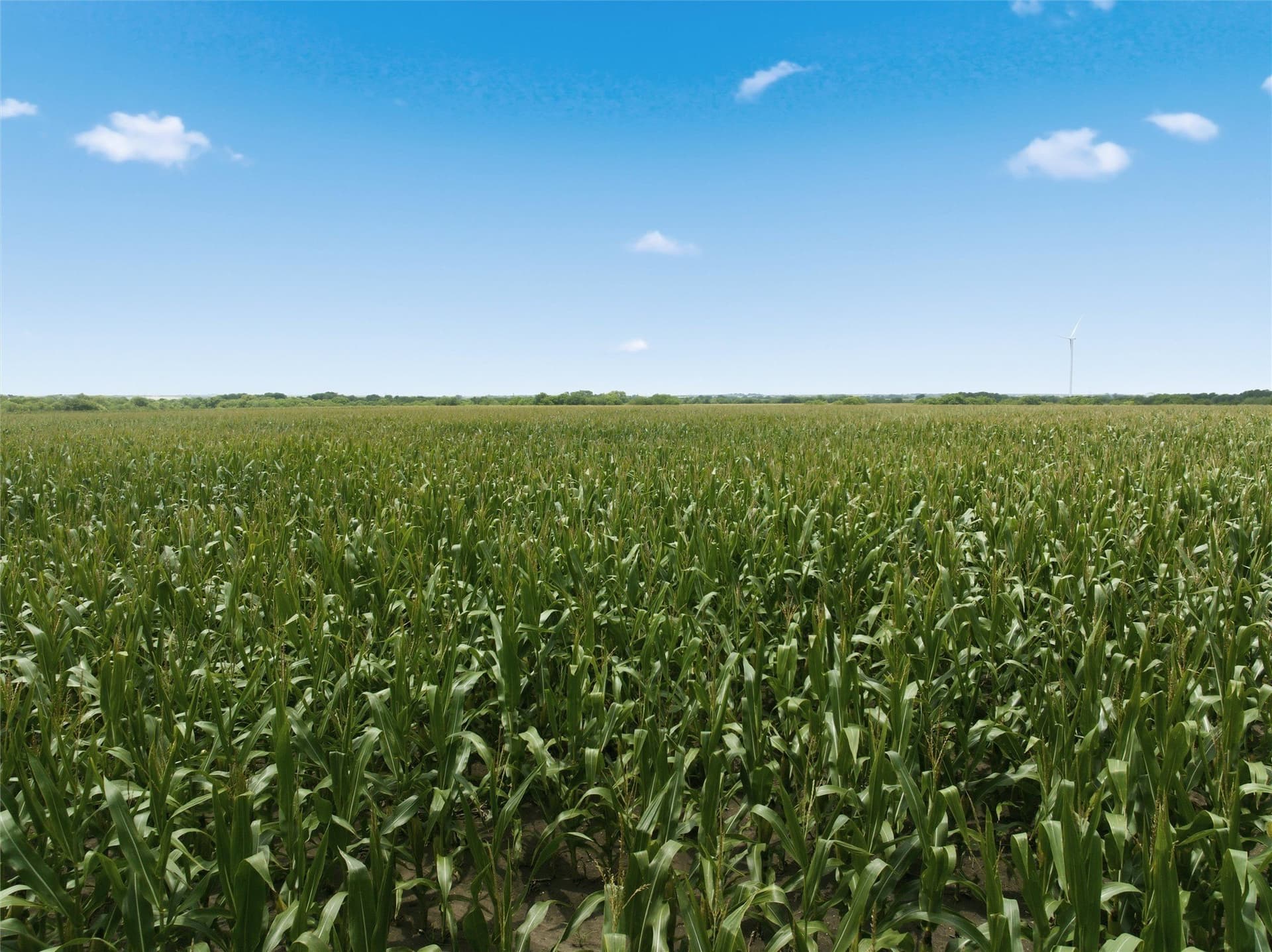 100.69 acres in Hill County - photo 11