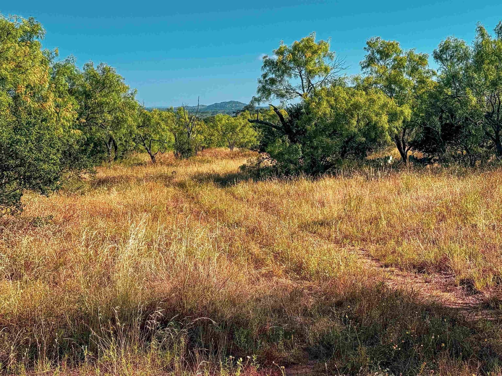 74.36 acres in Llano County gallery image 4