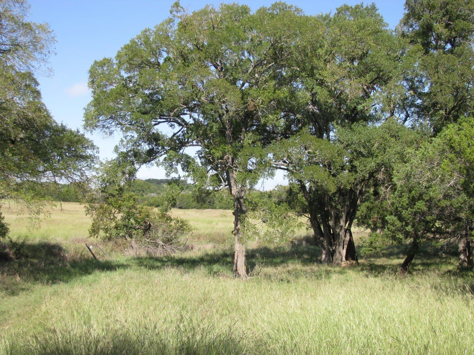 62.14 acres in Coryell County - photo 28