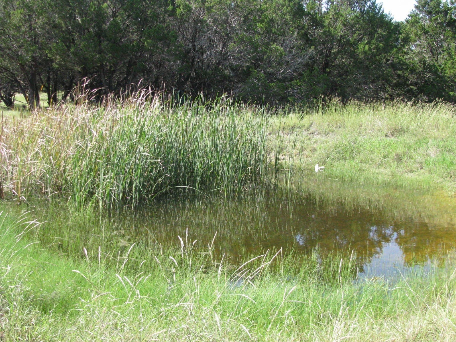 62.14 acres in Coryell County - photo 26