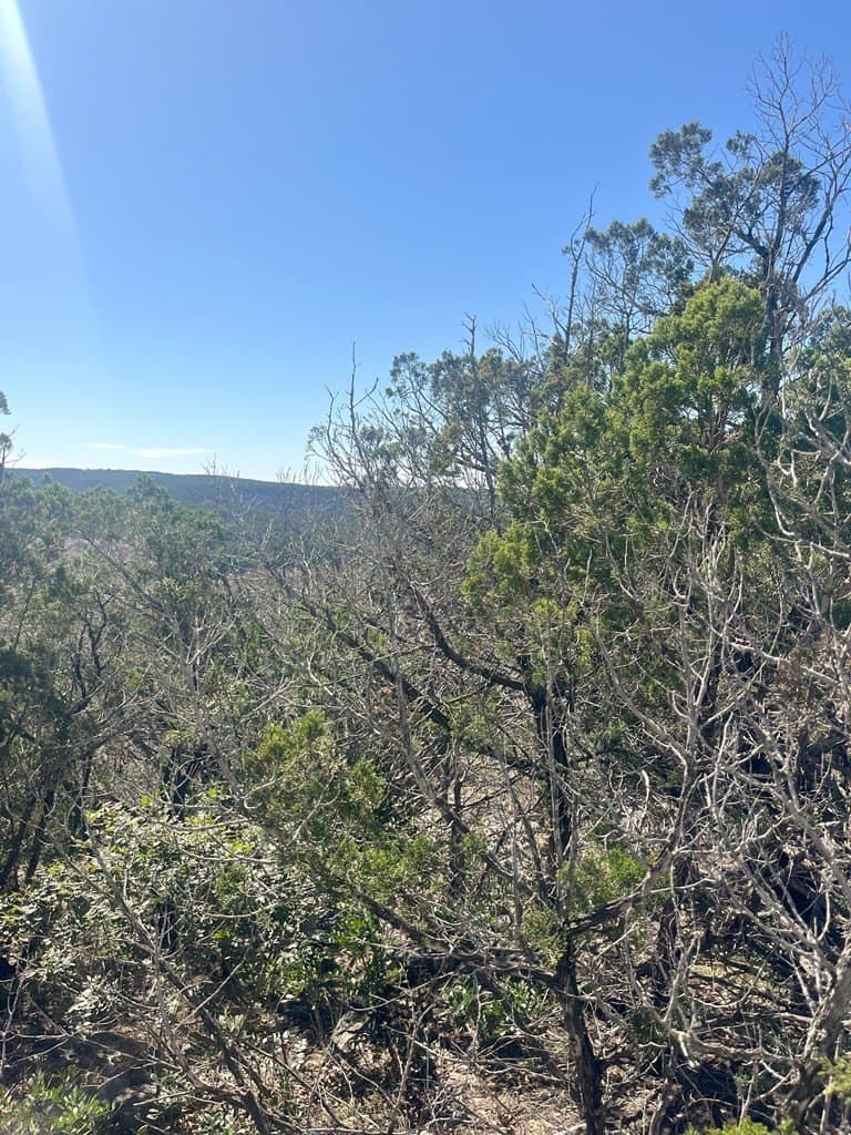 24.01 acres in Real County - photo 23