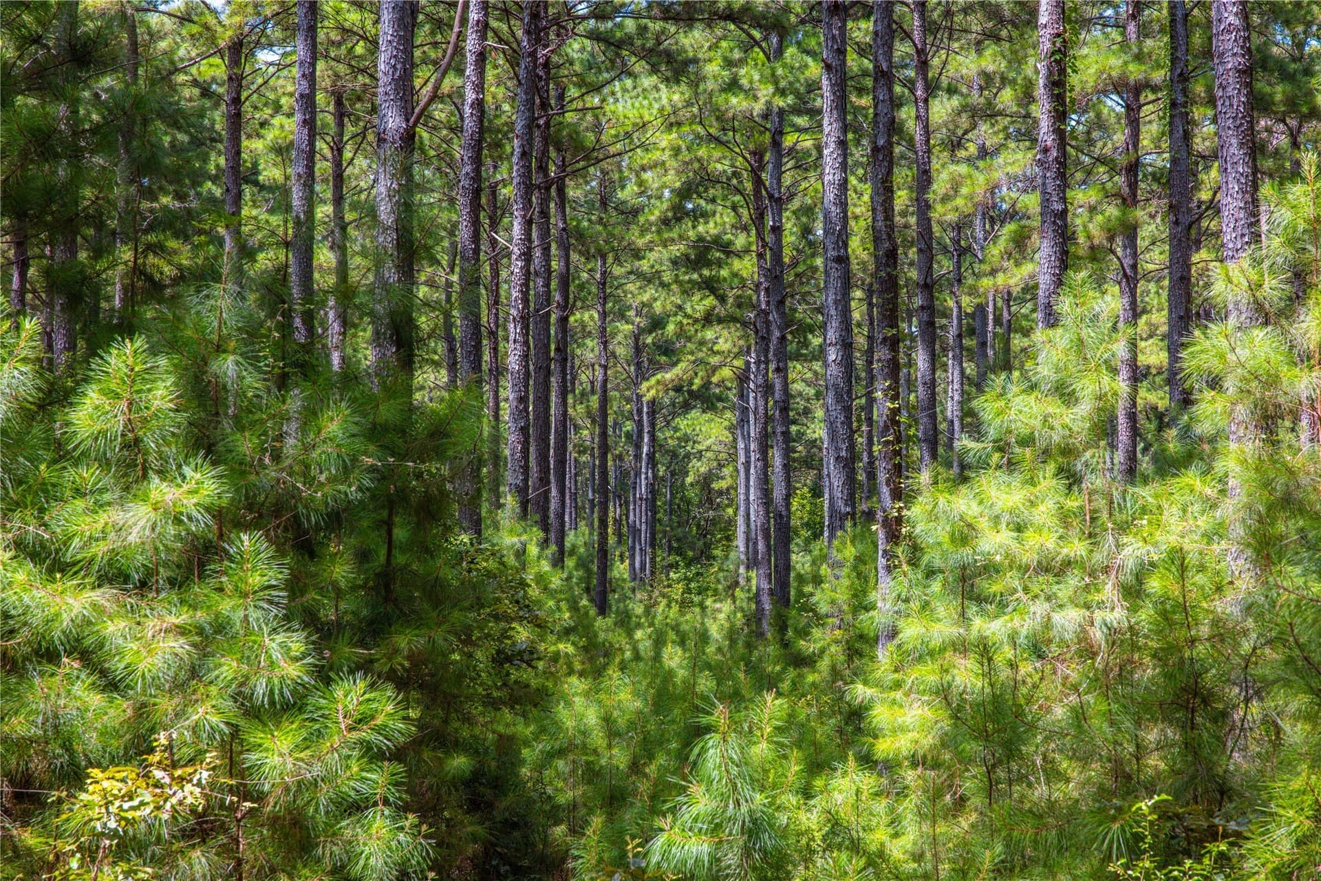 94.5 acres in Henderson County - photo 2