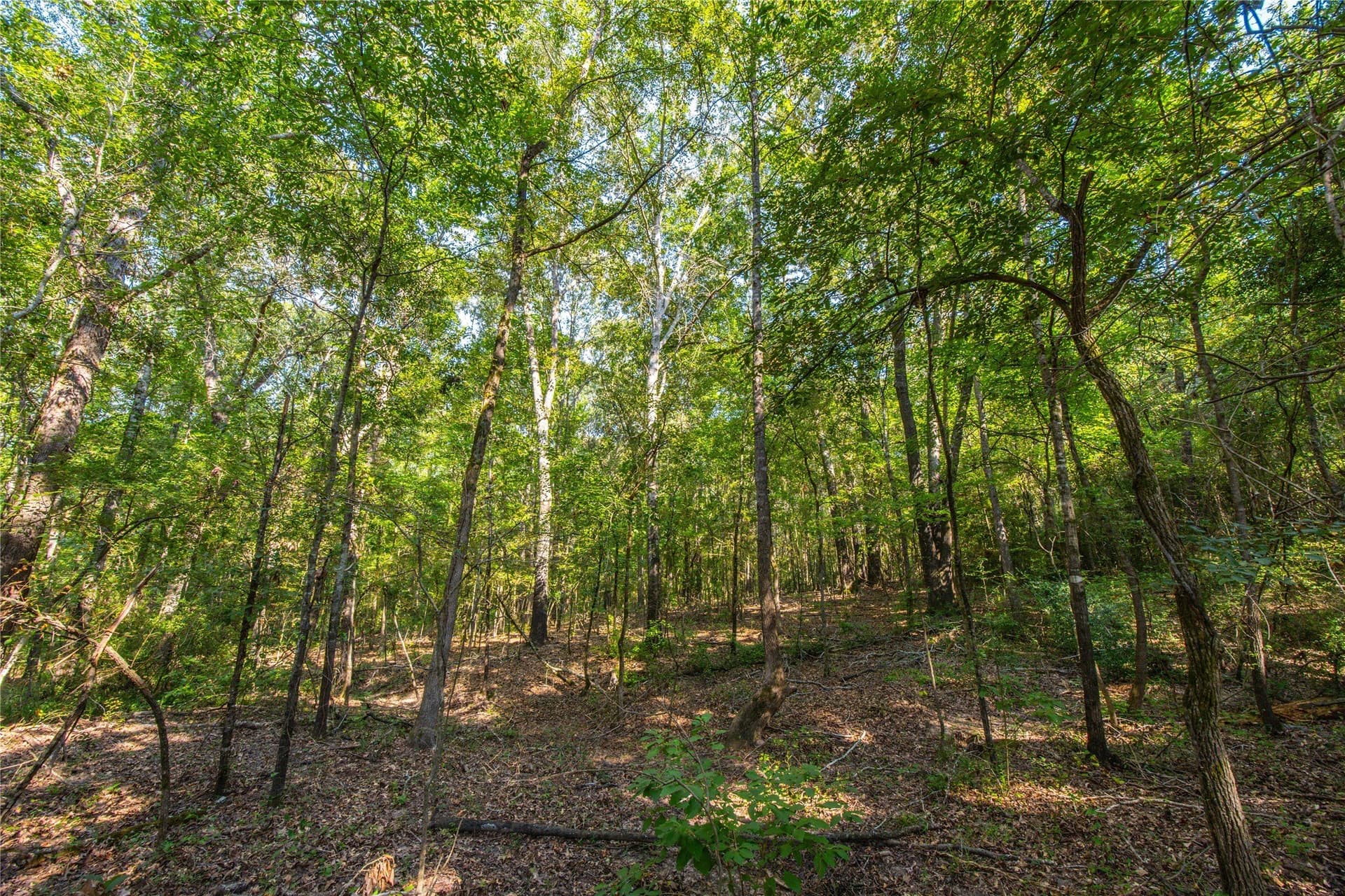 94.5 acres in Henderson County - photo 21