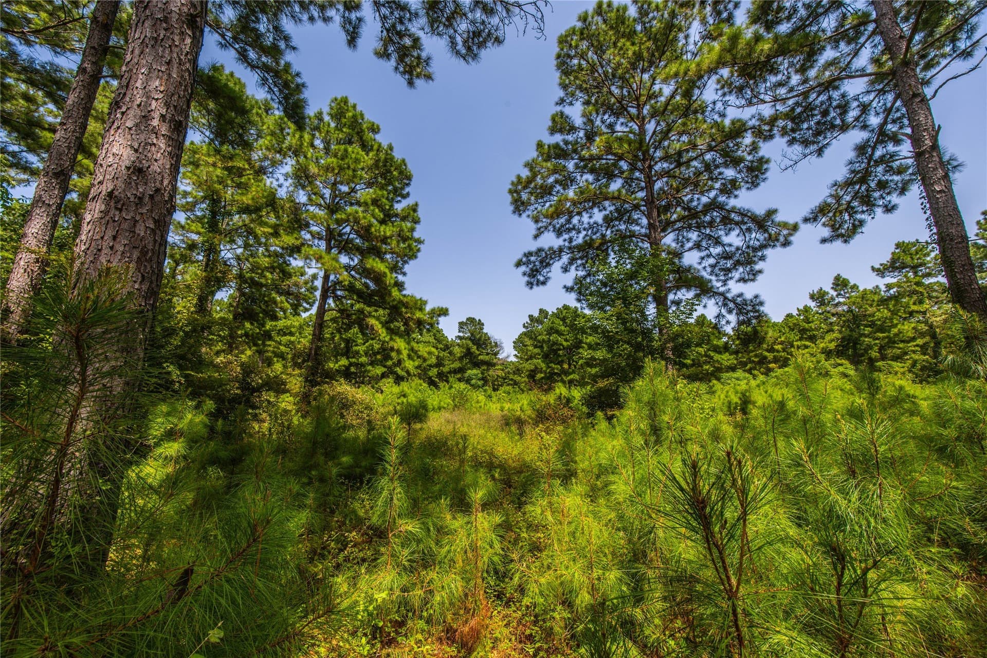 94.5 acres in Henderson County - photo 10