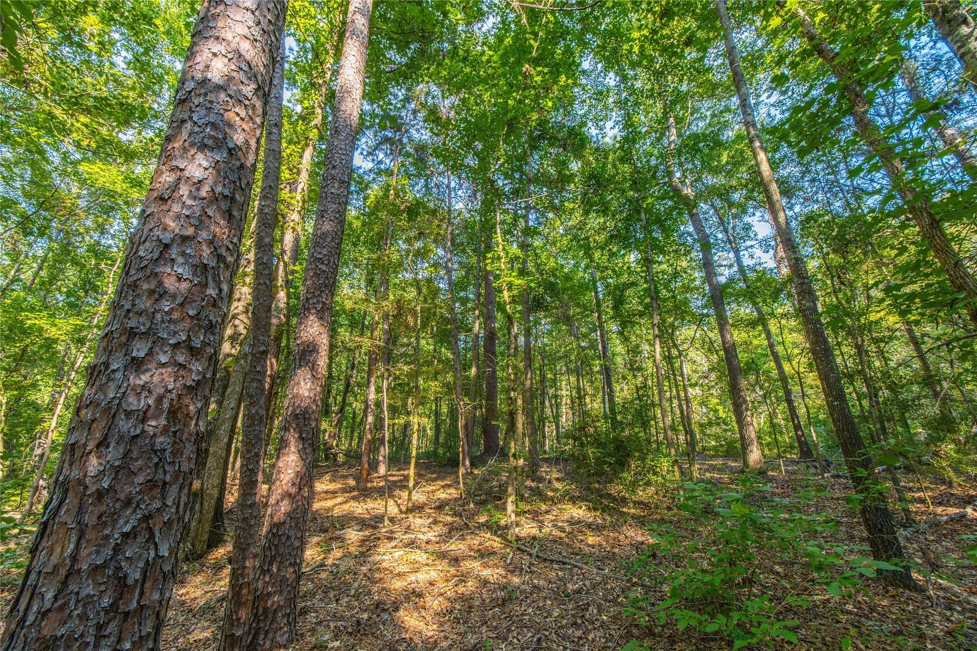 94.5 acres in Henderson County - photo 18