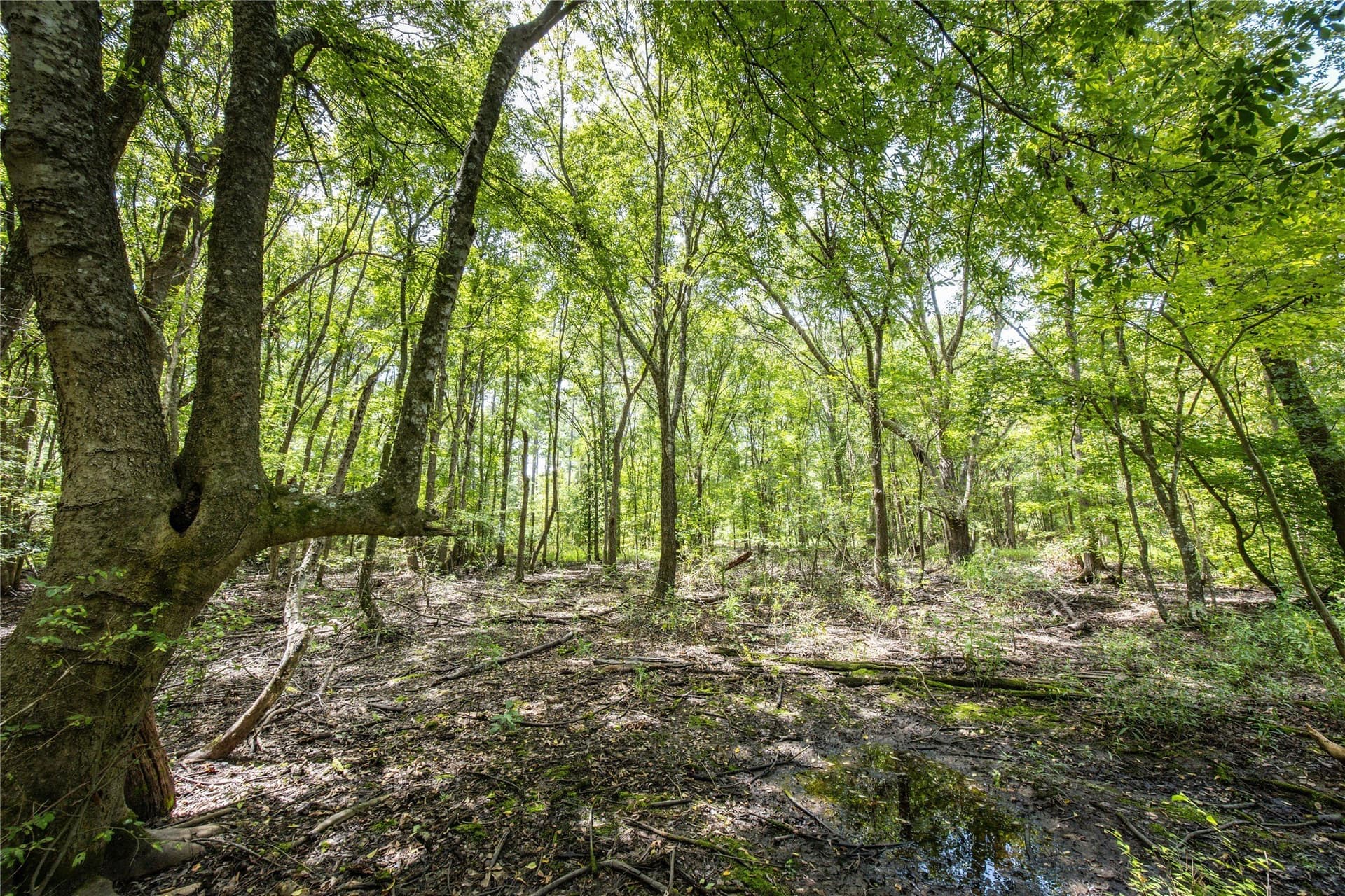 94.5 acres in Henderson County - photo 13