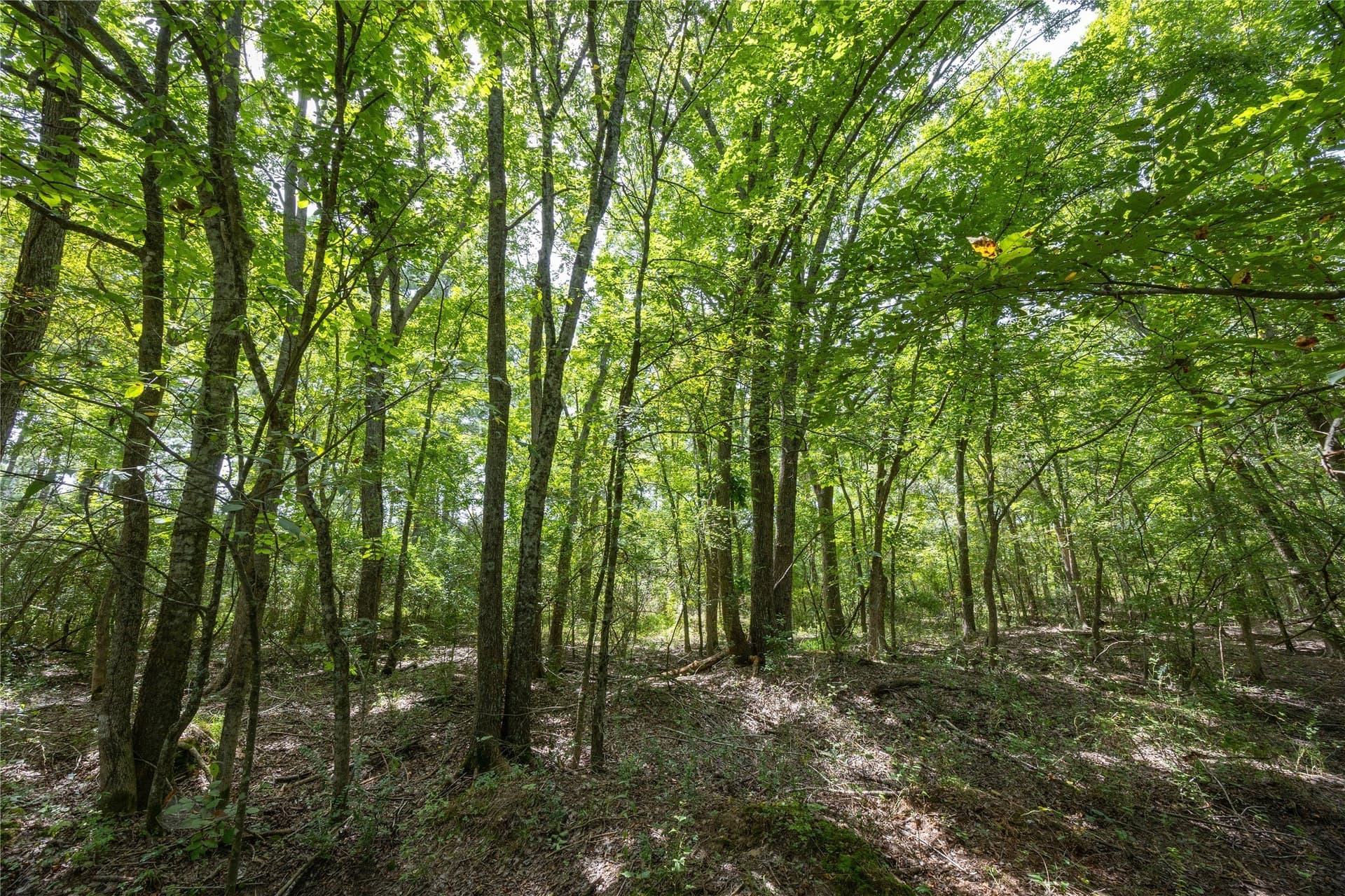 94.5 acres in Henderson County - photo 8