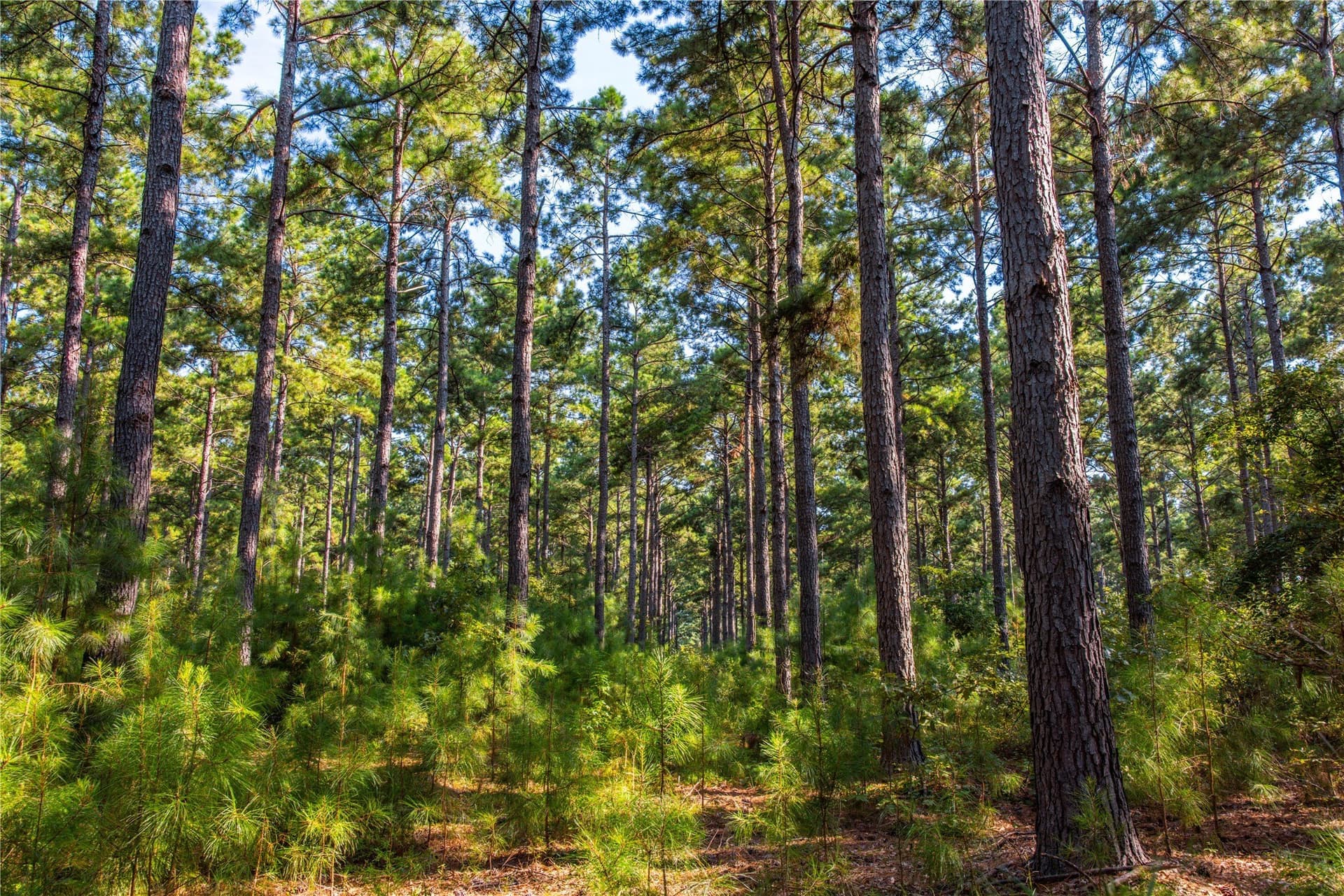 94.5 acres in Henderson County - photo 7