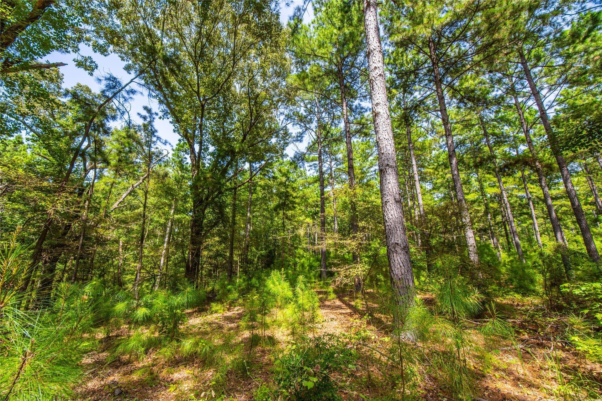 94.5 acres in Henderson County - photo 14