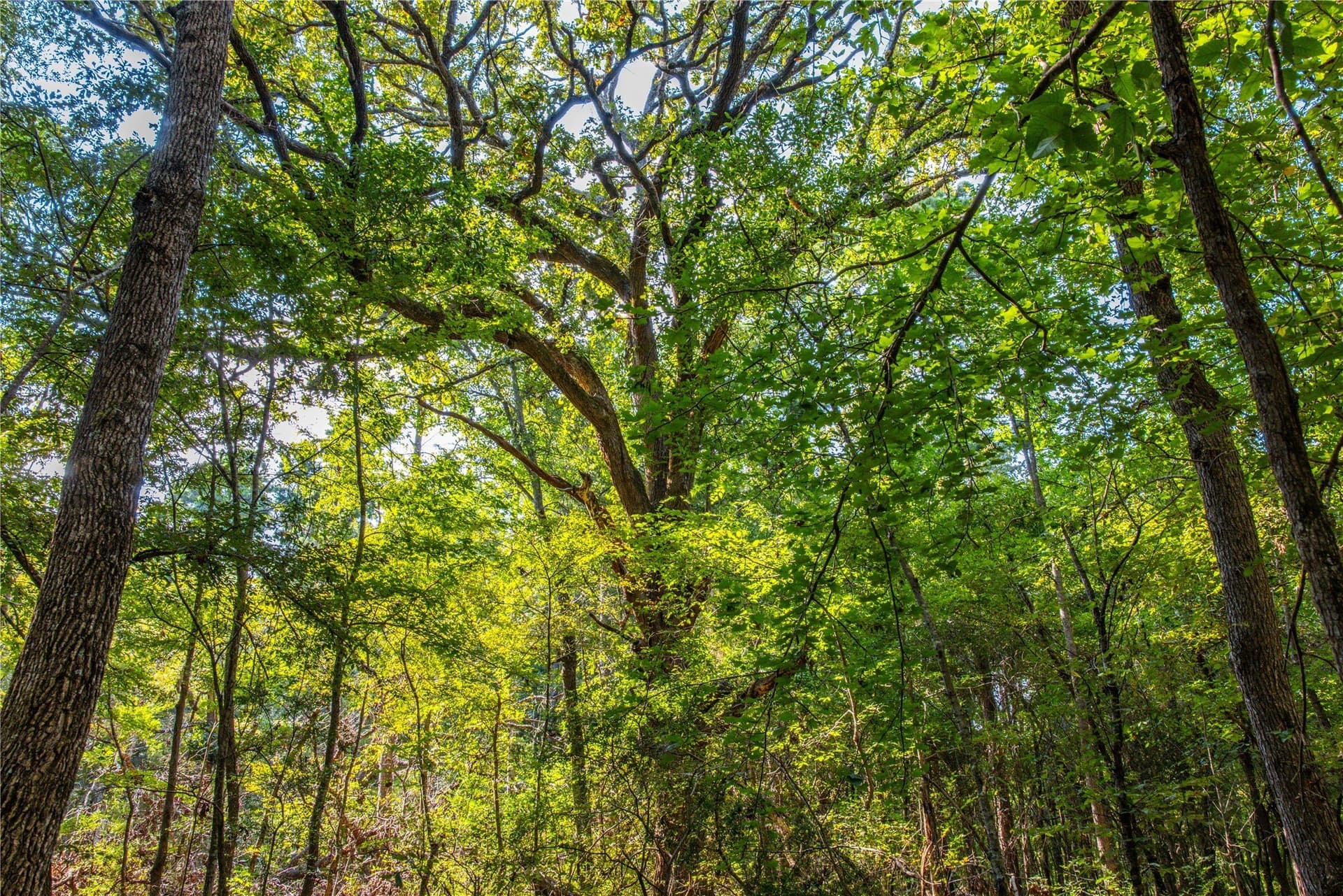 94.5 acres in Henderson County - photo 5