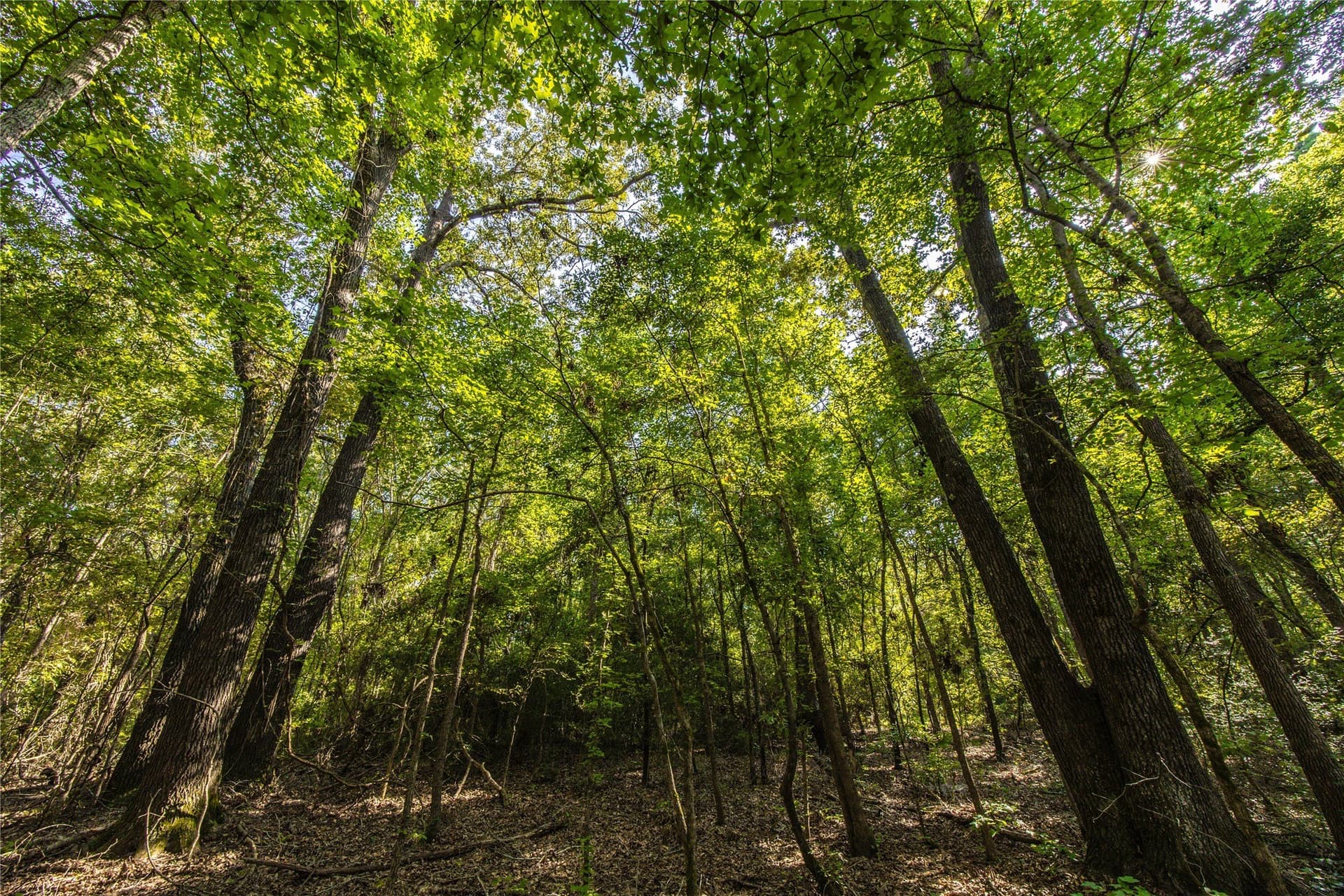 94.5 acres in Henderson County - photo 22